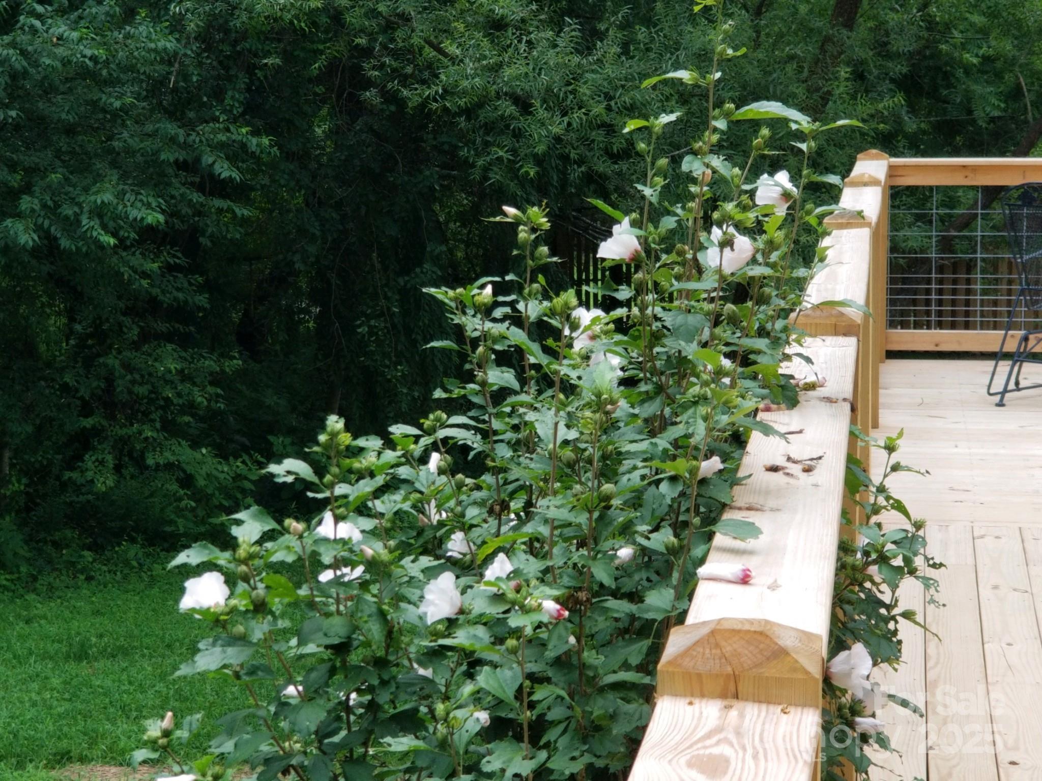 660 Pace Road Hendersonville, NC 28792 - Photo 25 of 31 a backyard of a house with lots of green space
