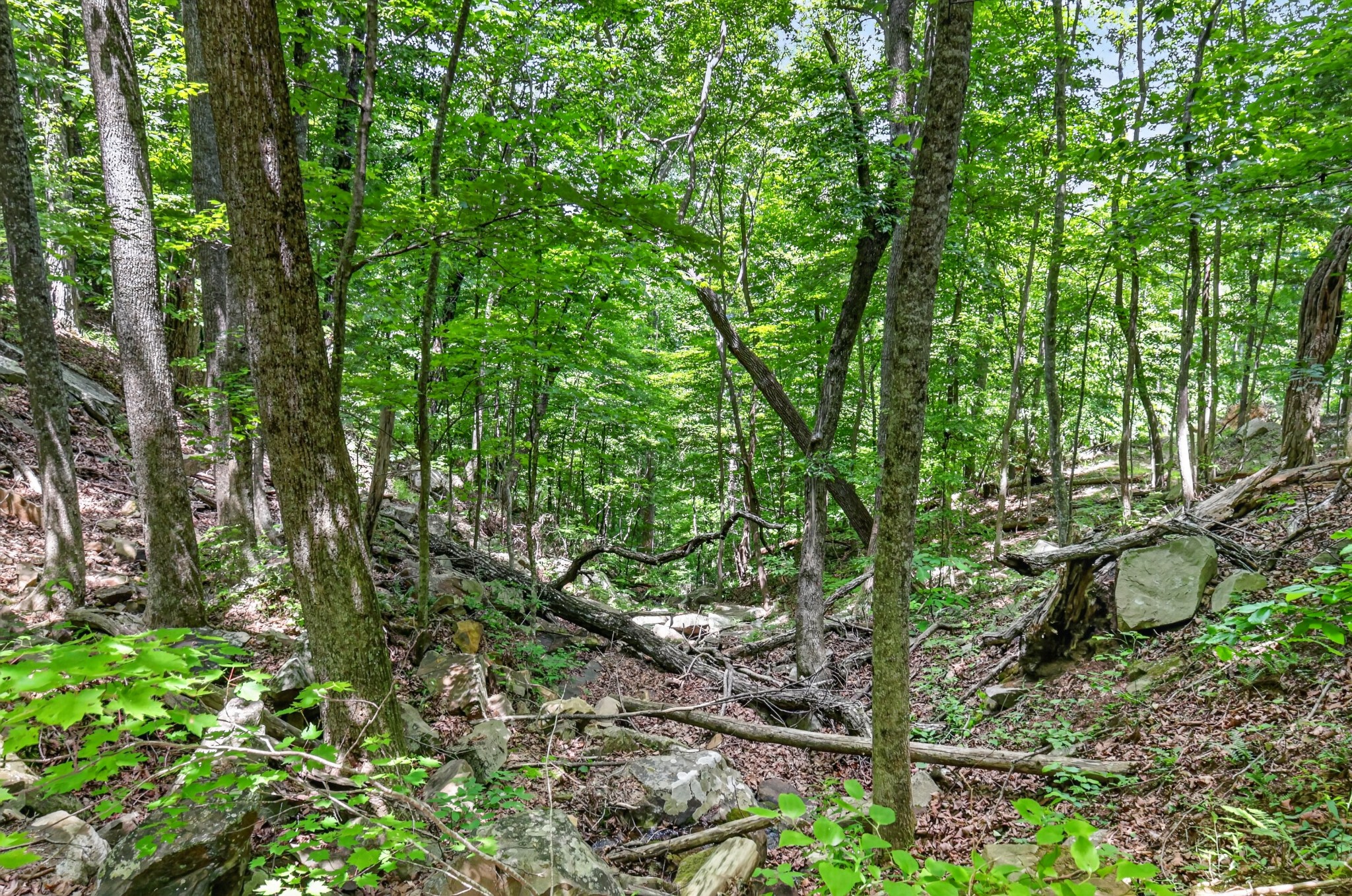 1215 Stage Coach Road Sewanee, TN 37375 - Photo 13 of 30 a view of a lush green forest