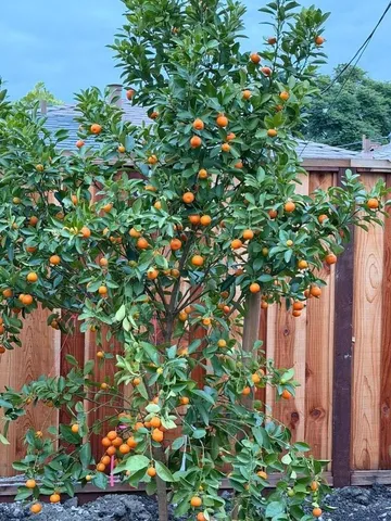 $2,899,999 | 2121 Francis Avenue, Santa Clara, CA 95051