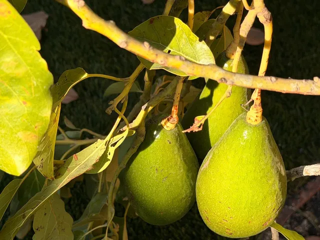 $2,899,999 | 2121 Francis Avenue, Santa Clara, CA 95051