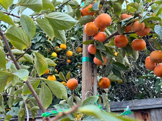 $2,899,999 | 2121 Francis Avenue, Santa Clara, CA 95051