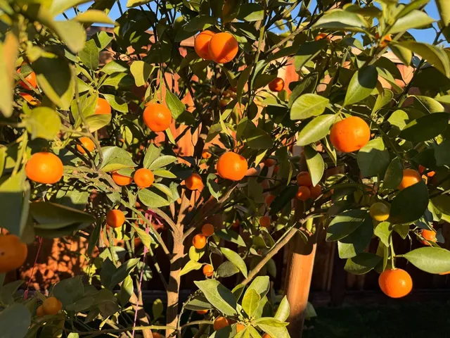 $2,899,999 | 2121 Francis Avenue, Santa Clara, CA 95051