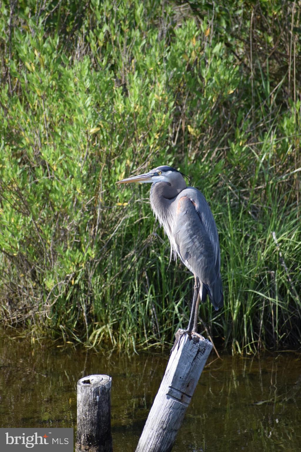 1100 Paca Drive Edgewater, MD 21037 - Photo 24 of 60 Owners wildlife pics