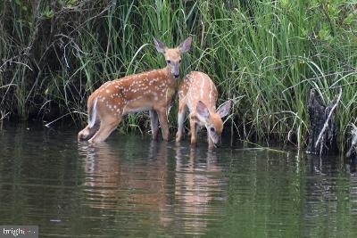 1100 Paca Drive Edgewater, MD 21037 - Photo 25 of 60 Stunning