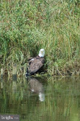 1100 Paca Drive Edgewater, MD 21037 - Photo 26 of 60 WOW!