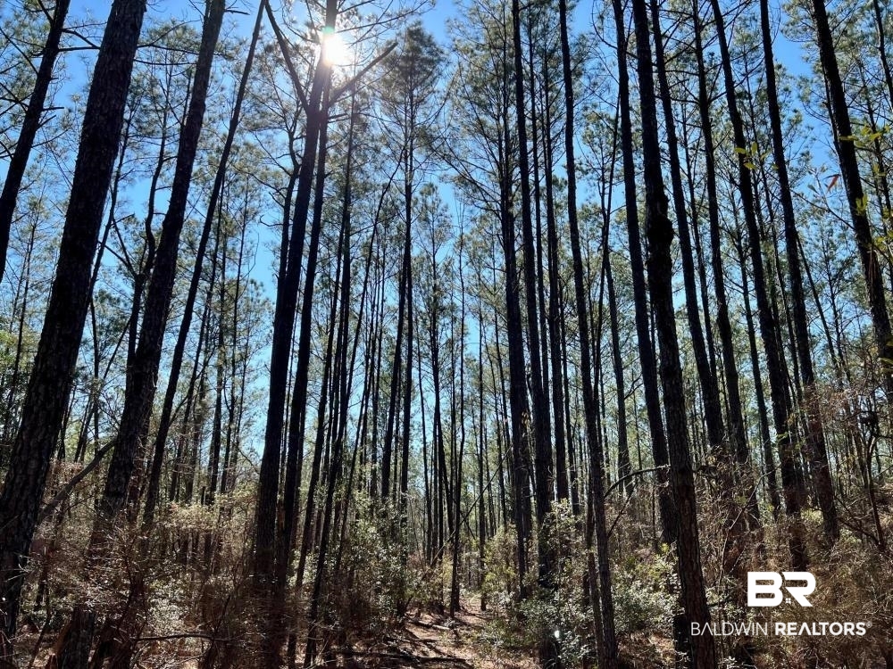 0 Country Road Deer Park, AL 36529 - Photo 28 of 46
