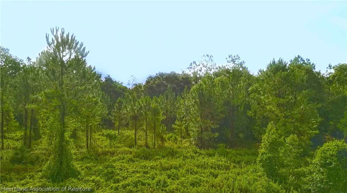 0 Gilliard Farm Road Wauchula, FL 33873 - Photo 3 of 4 a view of a bunch of trees