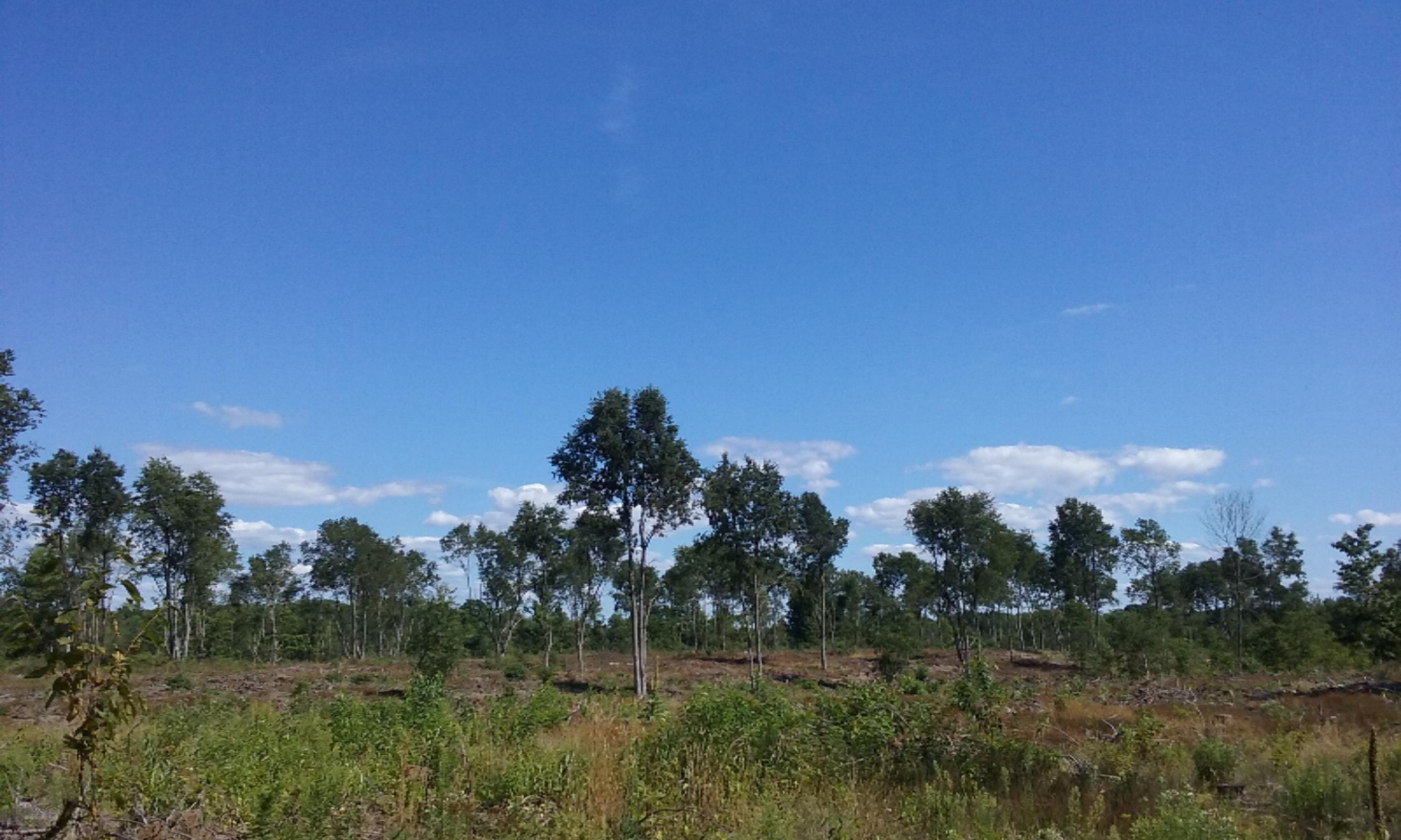77-ac Erdman Road Bear Lake, MI 49614 - Photo 1 of 17 77 Acres near M22, LK MI, Pierport!