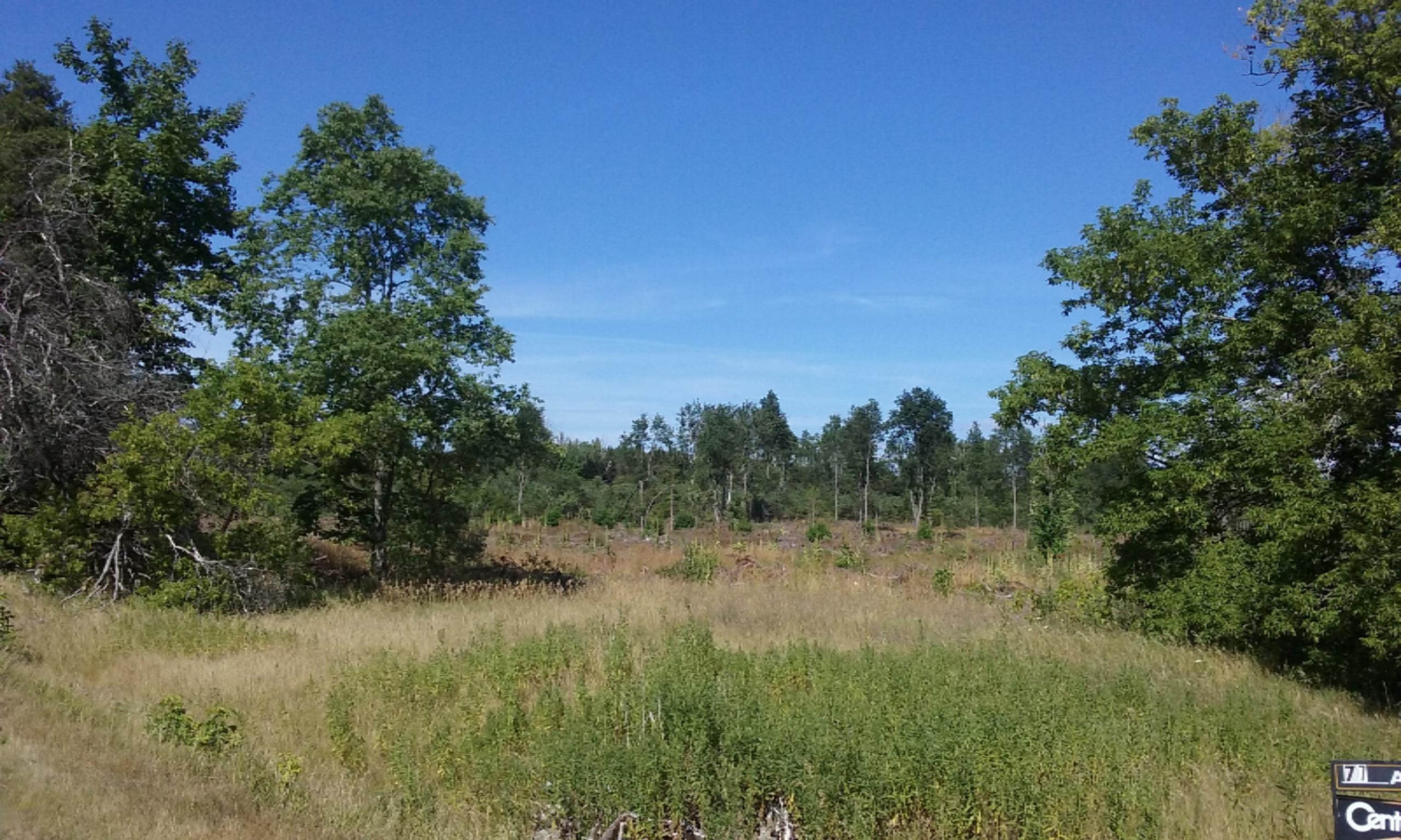 77-ac Erdman Road Bear Lake, MI 49614 - Photo 11 of 17 DEER EVERYWHERE!