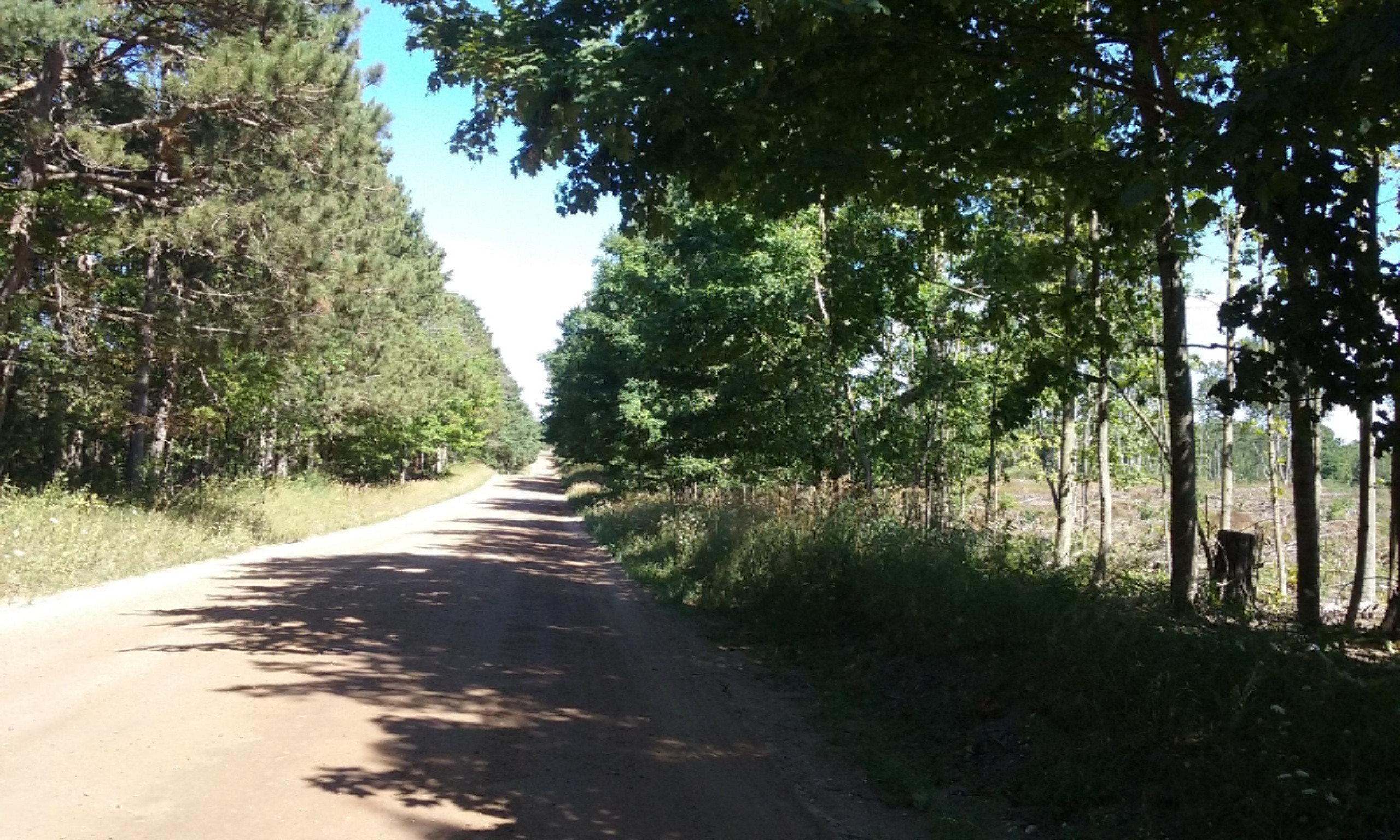 77-ac Erdman Road Bear Lake, MI 49614 - Photo 12 of 17 2016-08-08 16.15.37