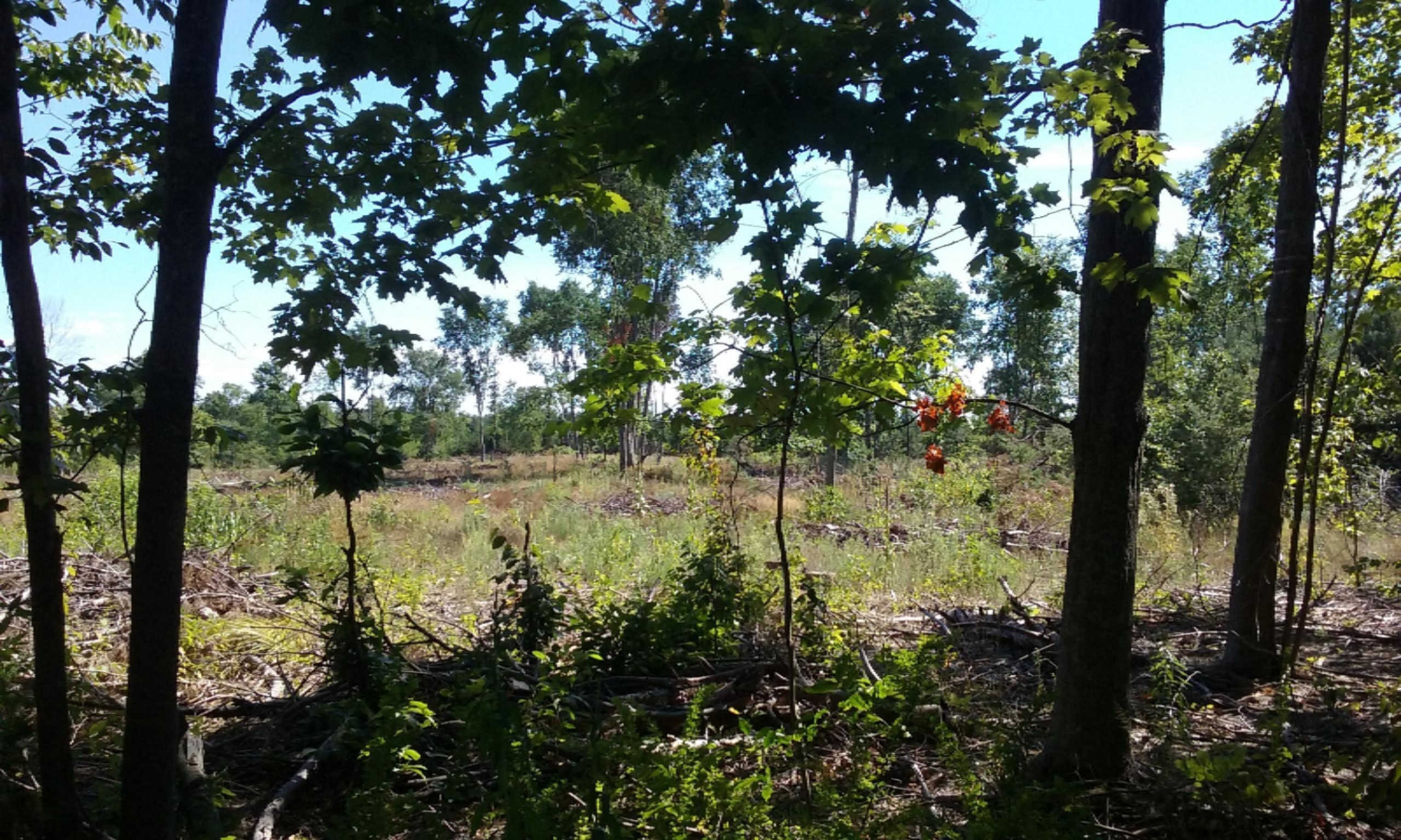 77-ac Erdman Road Bear Lake, MI 49614 - Photo 14 of 17 Build, Hunt, Invest!