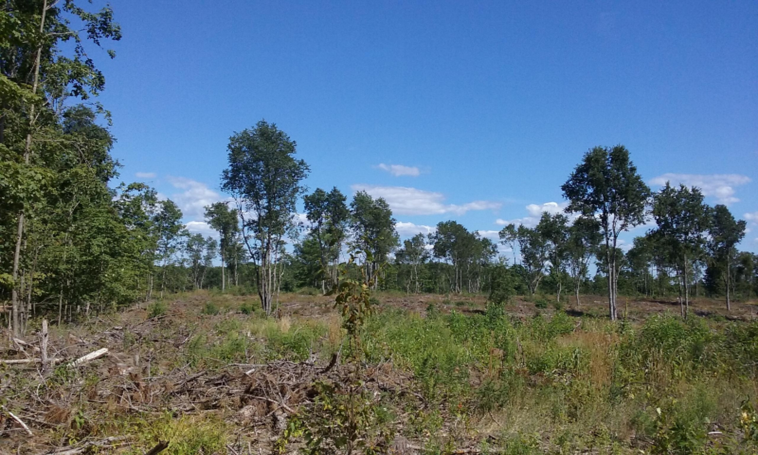77-ac Erdman Road Bear Lake, MI 49614 - Photo 15 of 17 2016-08-08 16.17.59