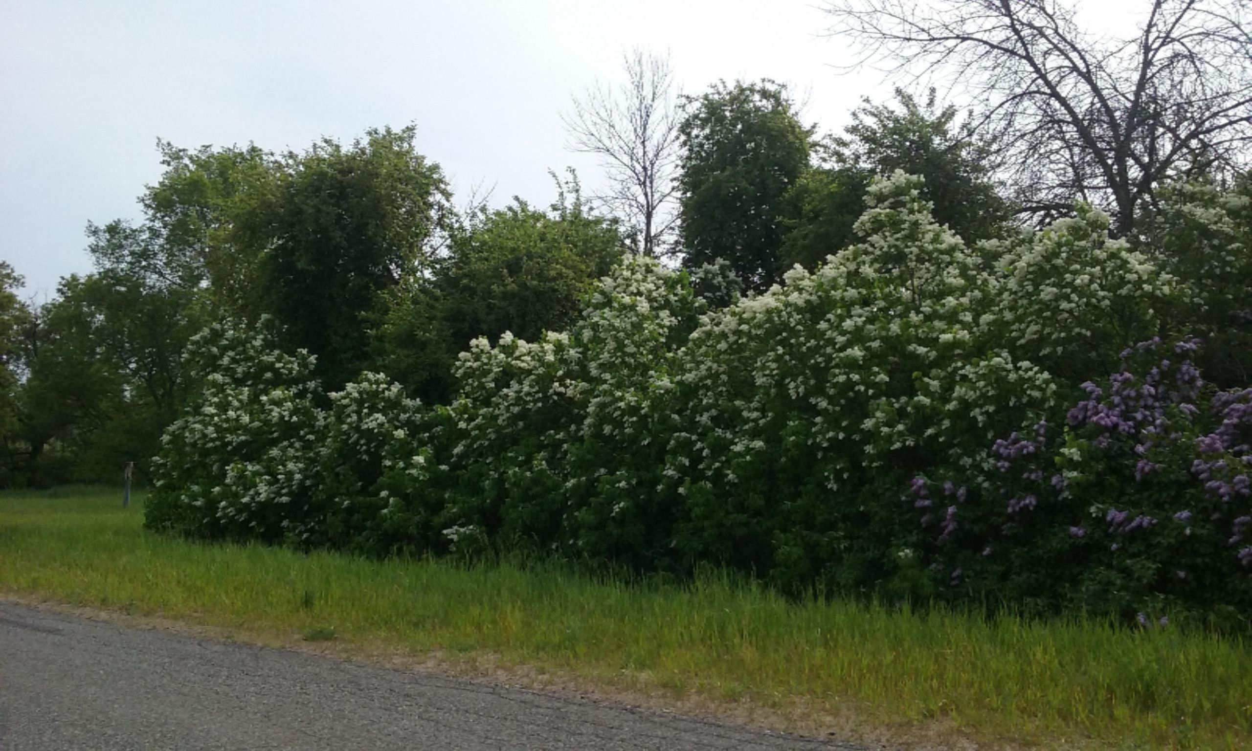 77-ac Erdman Road Bear Lake, MI 49614 - Photo 2 of 17 77 ACRES! Lilacs in Bloom