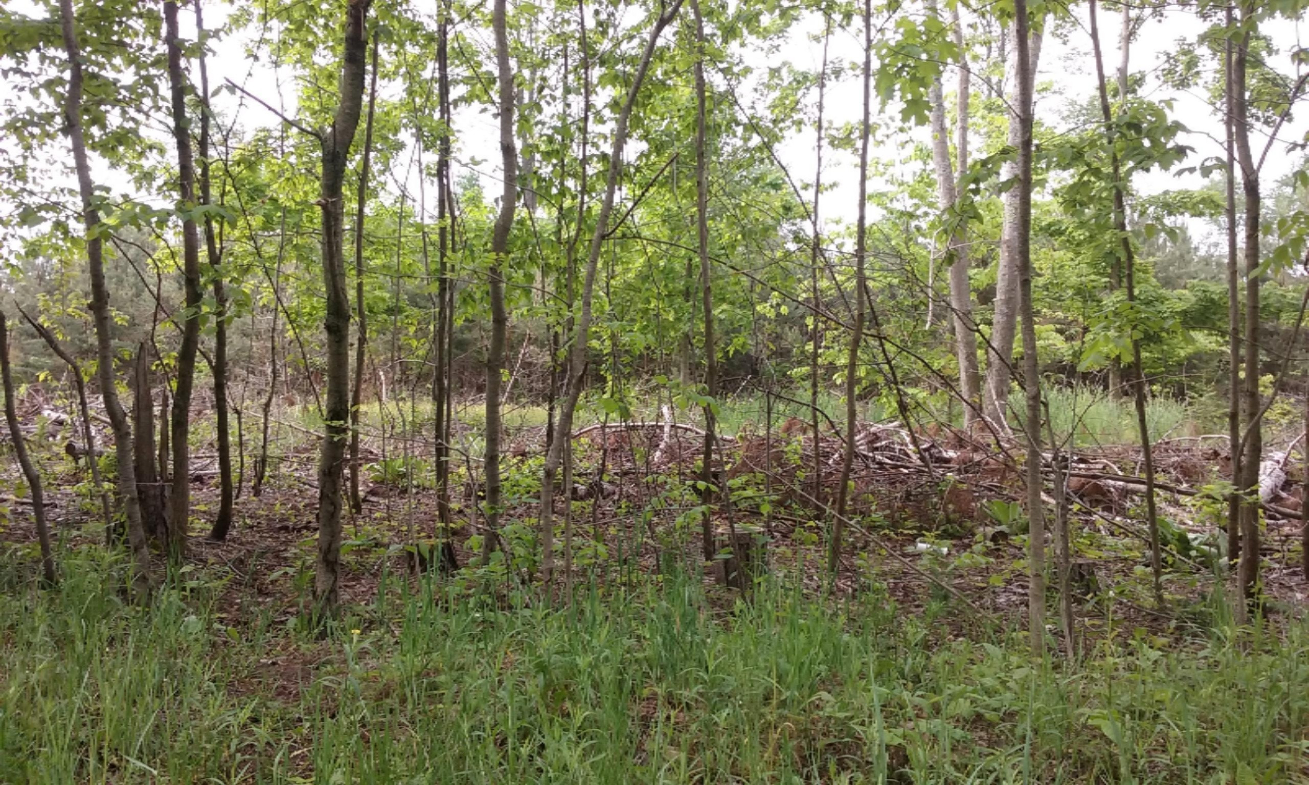 77-ac Erdman Road Bear Lake, MI 49614 - Photo 6 of 17 20160526_100435