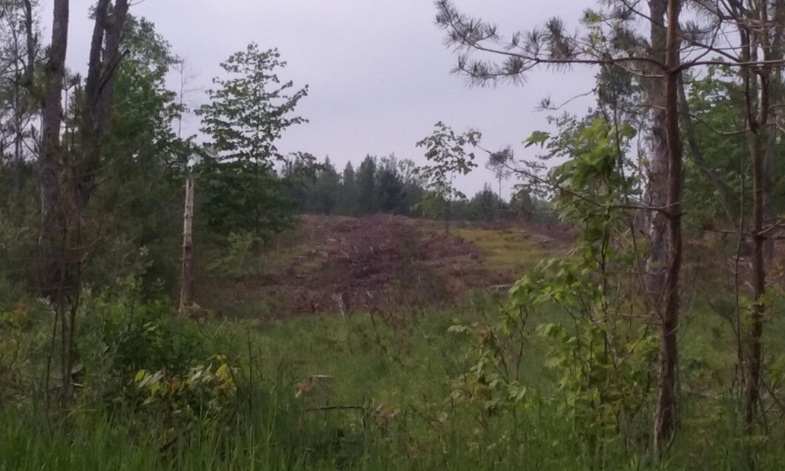 77-ac Erdman Road Bear Lake, MI 49614 - Photo 7 of 17 20160526_100553