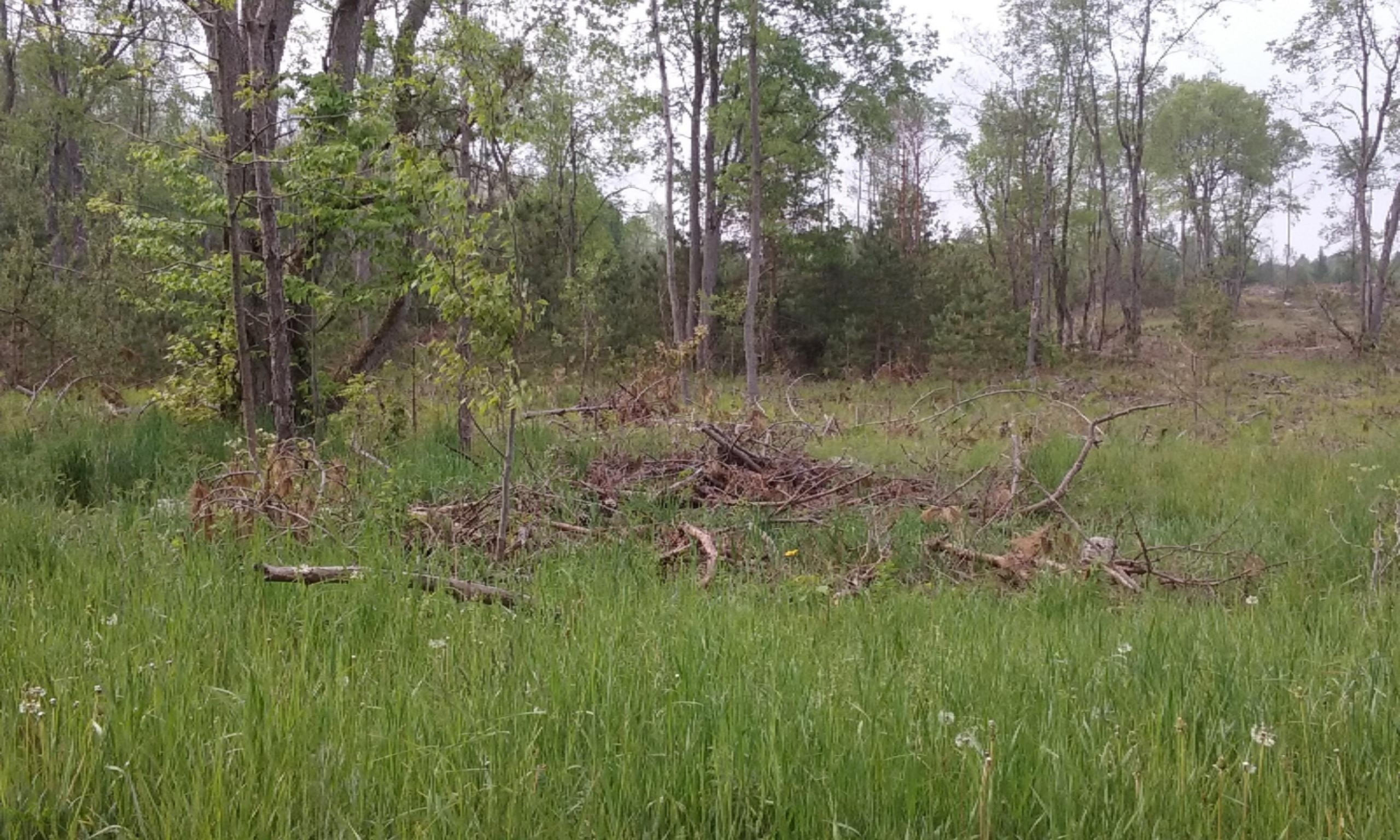 77-ac Erdman Road Bear Lake, MI 49614 - Photo 8 of 17 20160526_100629