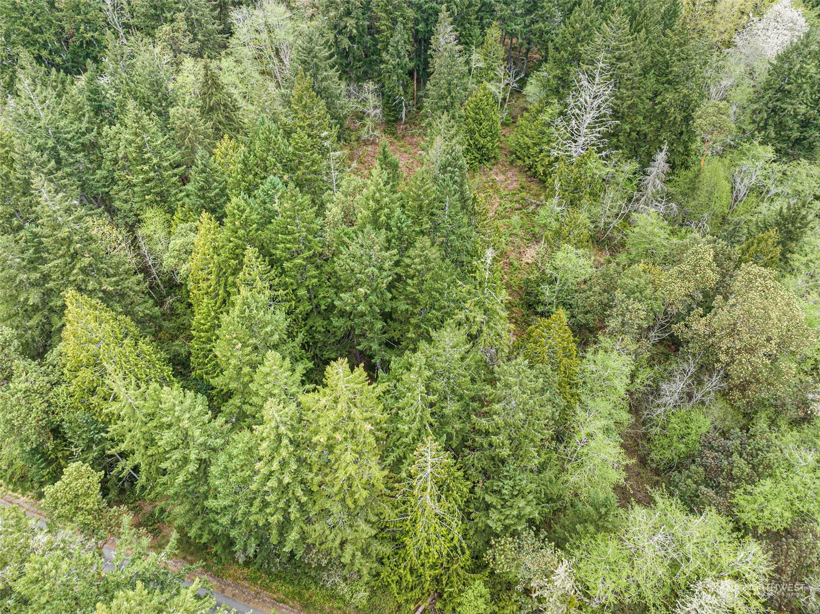 18813 Rouse Road Southwest Longbranch, WA 98351 - Photo 7 of 11 a view of a lush green forest
