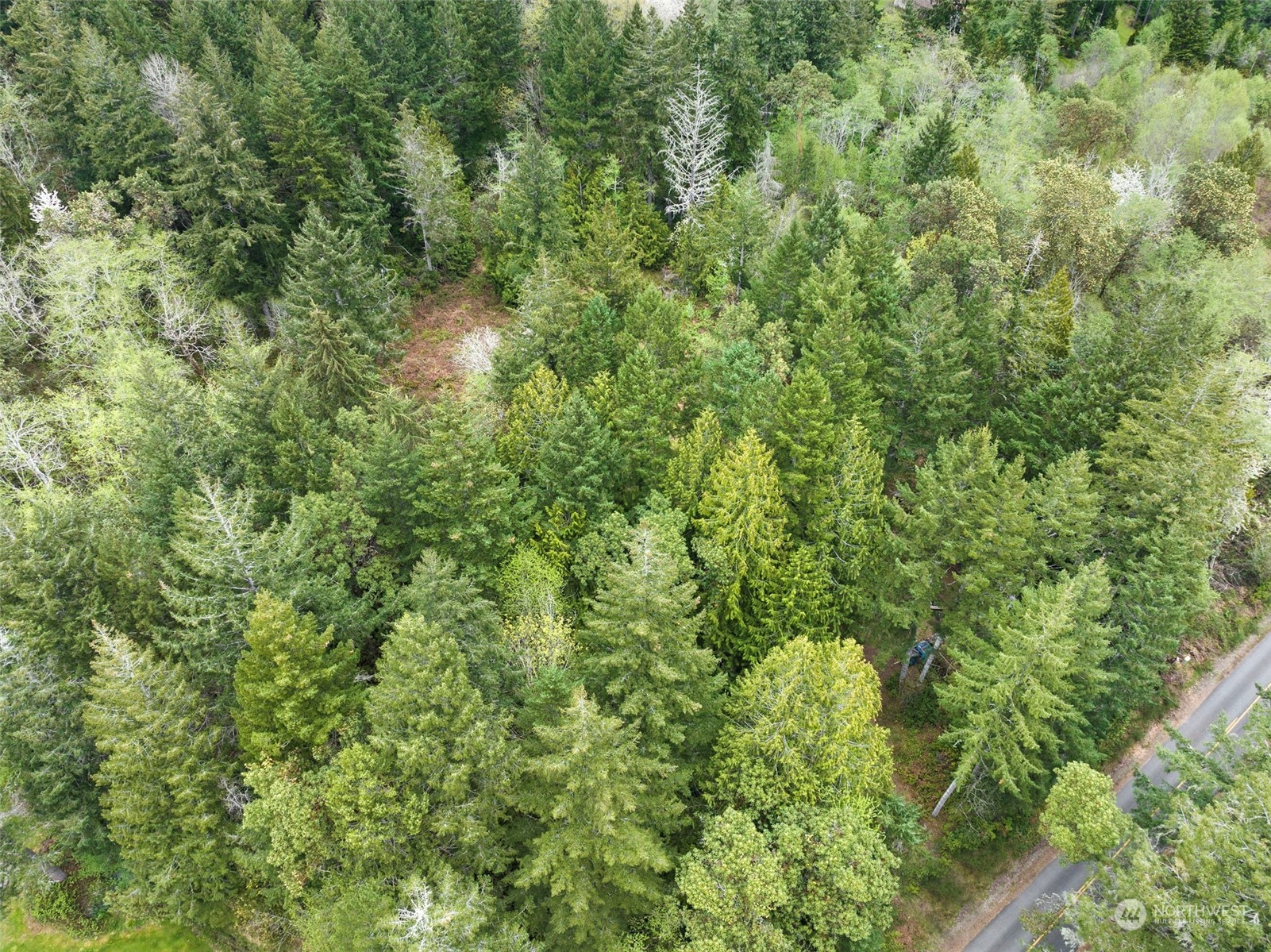 18813 Rouse Road Southwest Longbranch, WA 98351 - Photo 8 of 11 a view of a lush green forest