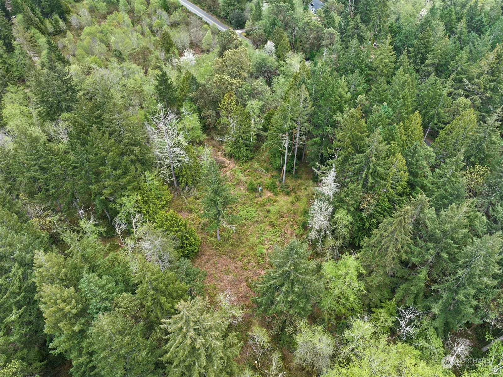 18813 Rouse Road Southwest Longbranch, WA 98351 - Photo 9 of 11 a view of a lush green forest