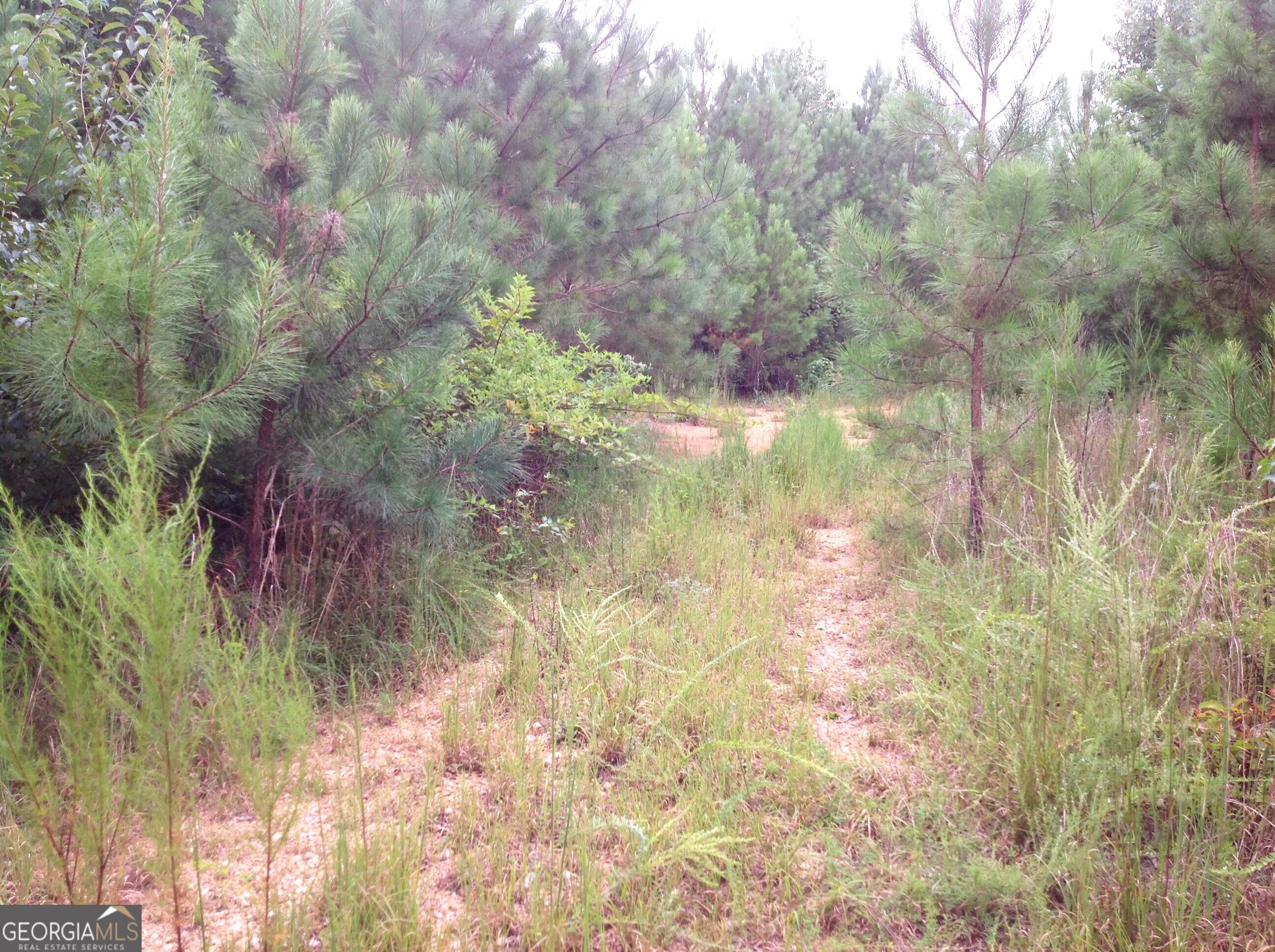 0 Co Rd 49 Muscadine, AL 36269 - Photo 14 of 18 Gallery Image 14