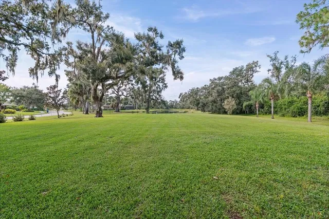 a view of a trees with a big yard