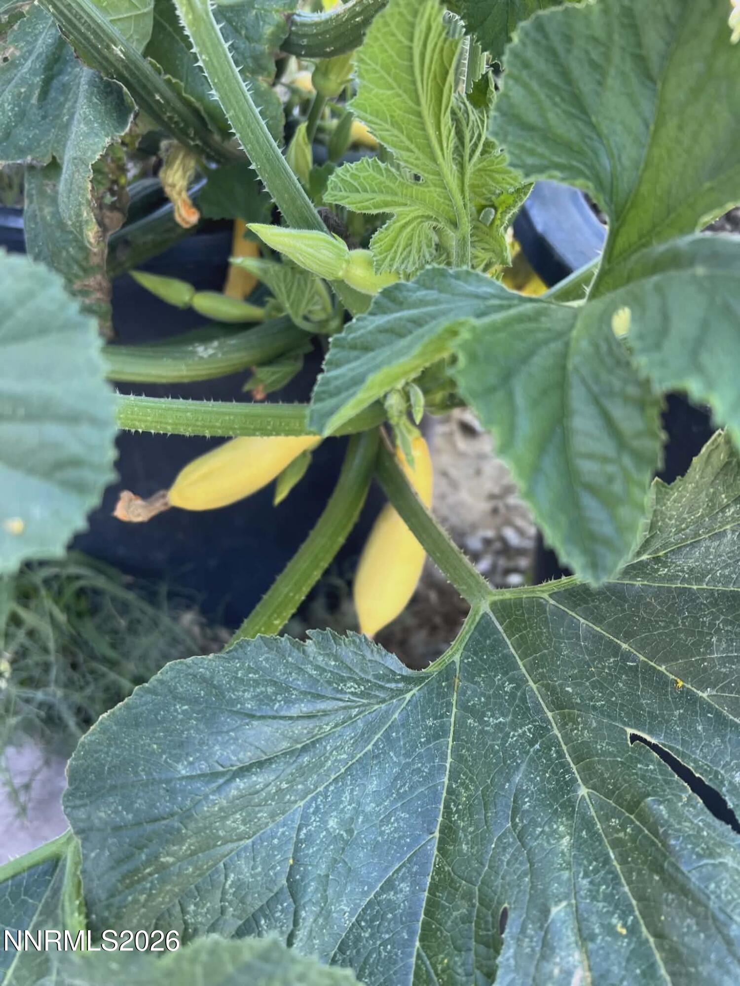 1197 Sky Ridge Drive Fallon, NV 89406 - Photo 44 of 70 f24dc8d7-c59e-4638-b4f9-7767cdbce1a5