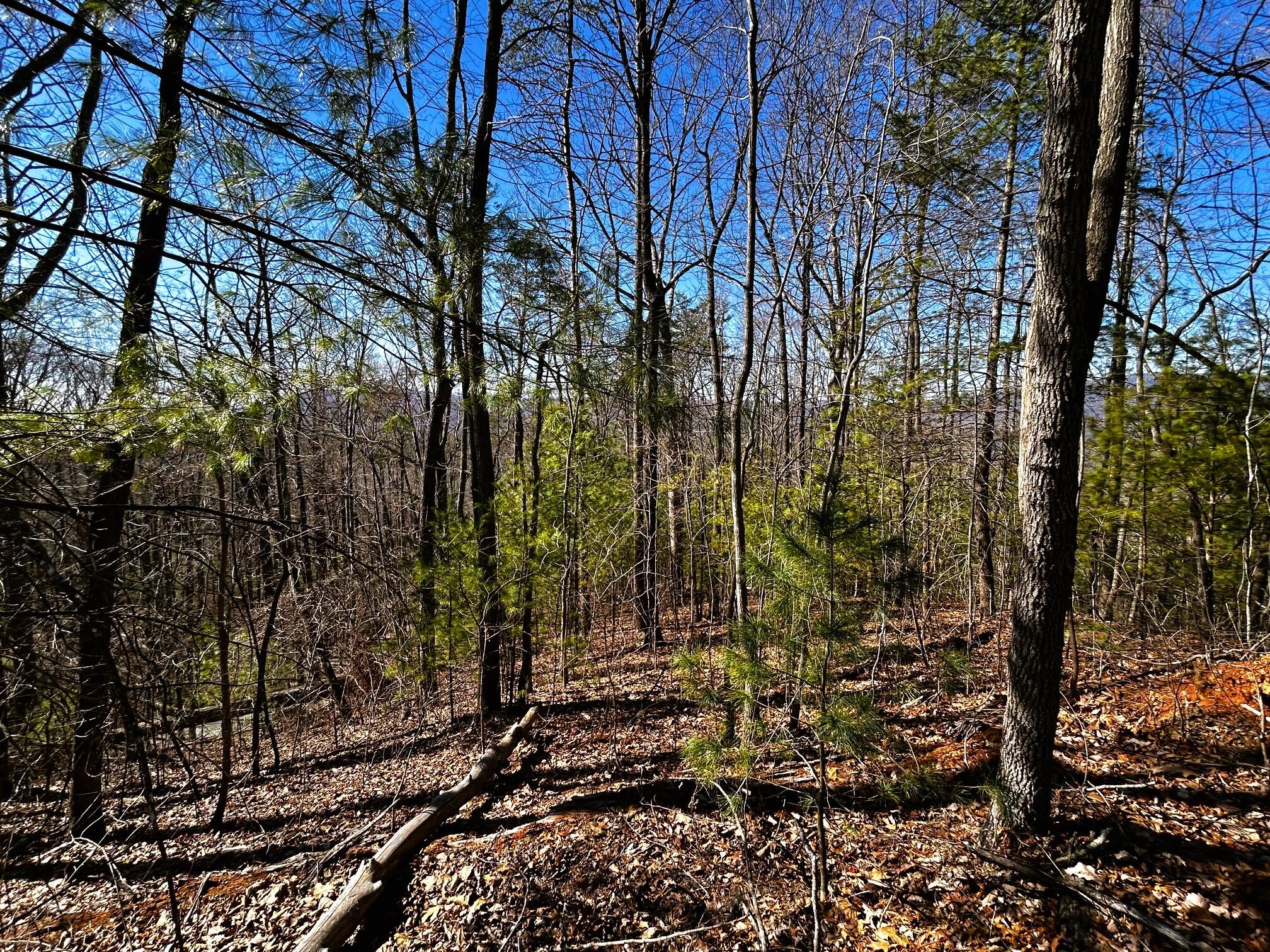 107-125 Chestnut Mountain Road Reliance, TN 37369 - Photo 16 of 31 chestnut mtn 11