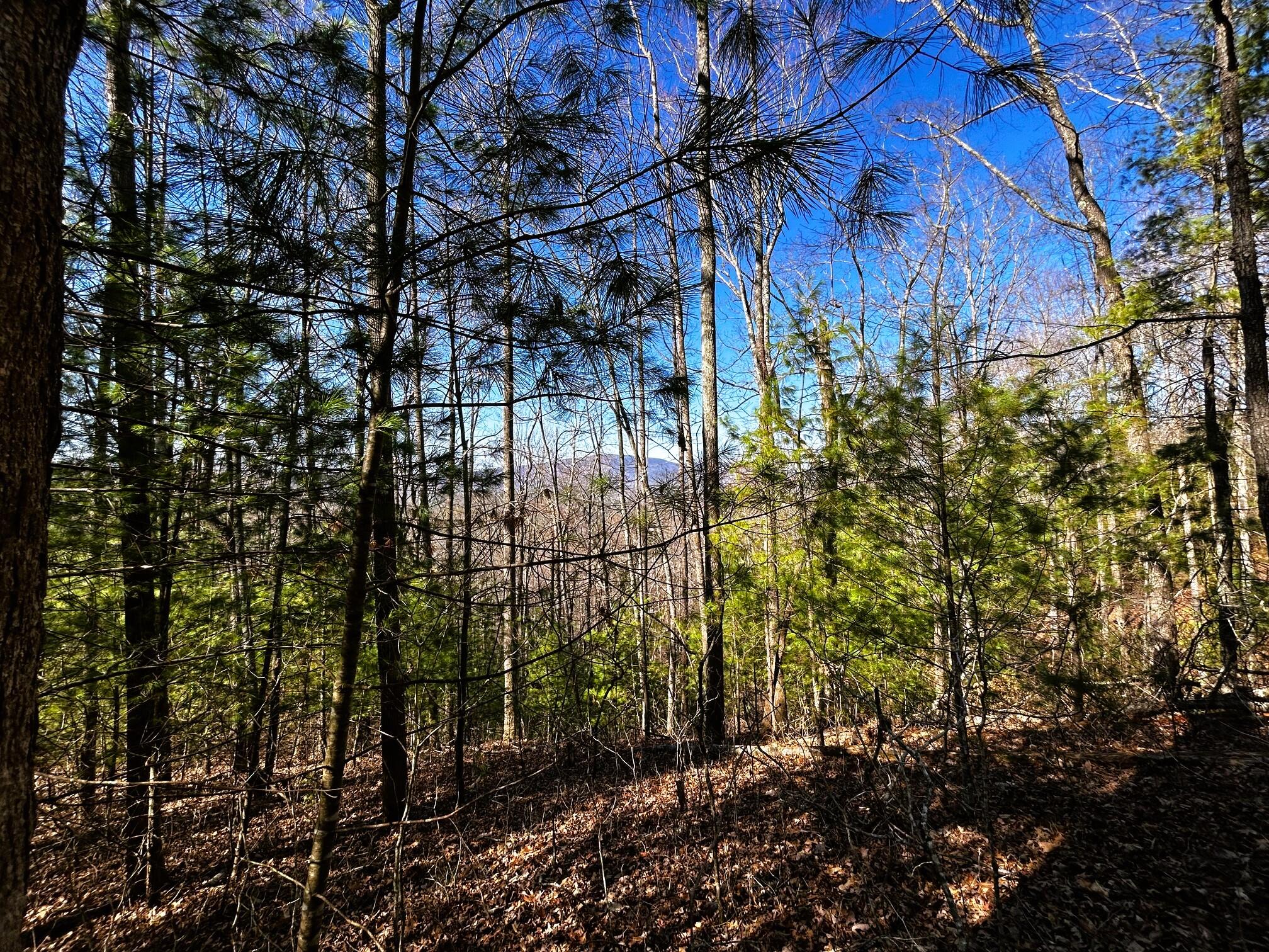 107-125 Chestnut Mountain Road Reliance, TN 37369 - Photo 17 of 31 chestnut mtn 10