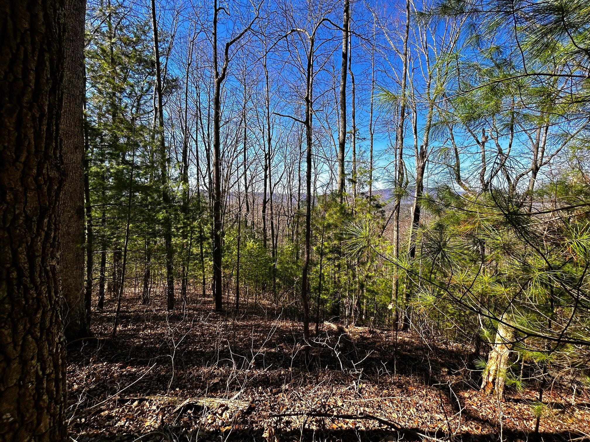 107-125 Chestnut Mountain Road Reliance, TN 37369 - Photo 19 of 31 chestnut mtn8