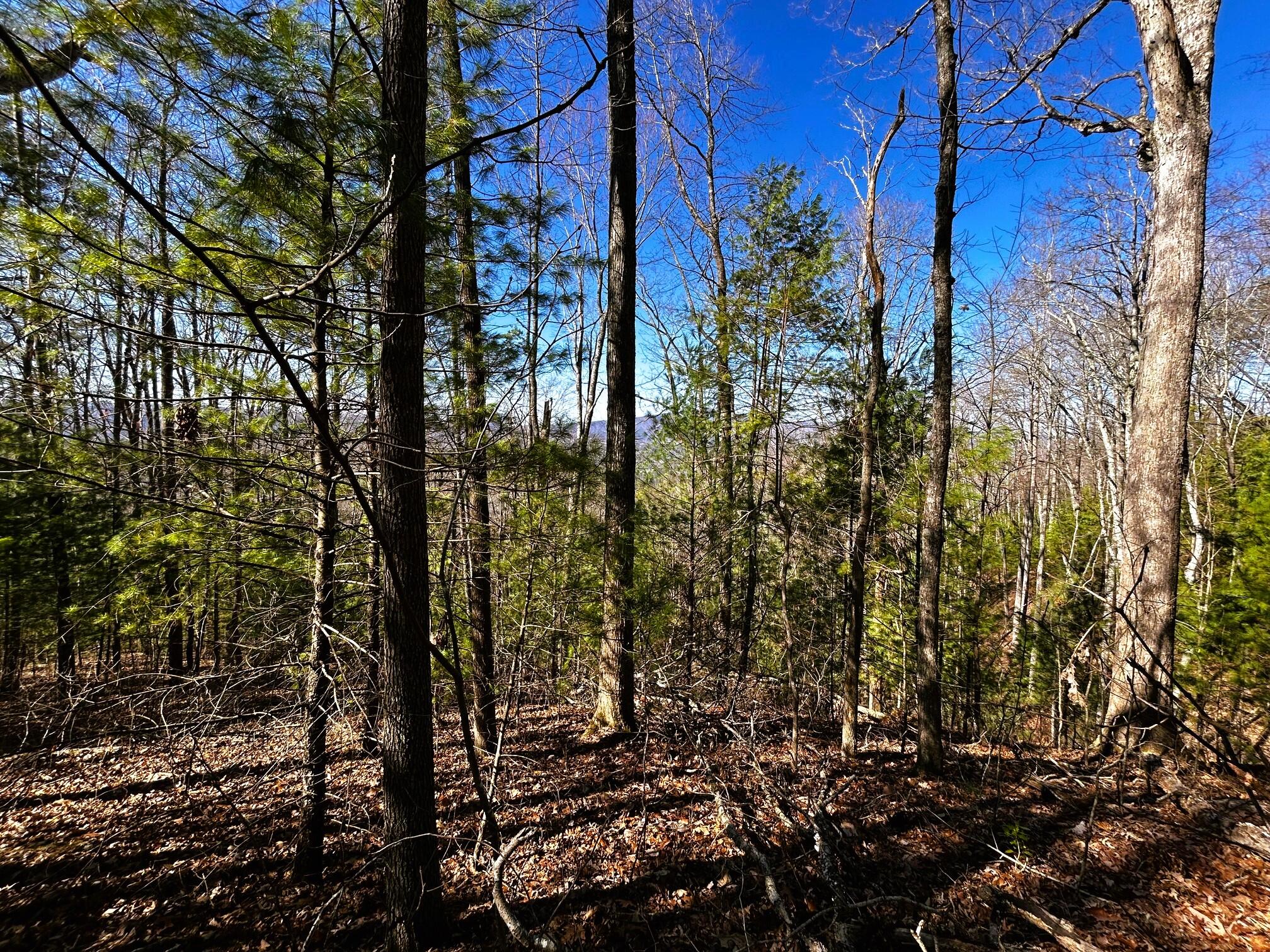107-125 Chestnut Mountain Road Reliance, TN 37369 - Photo 20 of 31 chestnut mtn 7