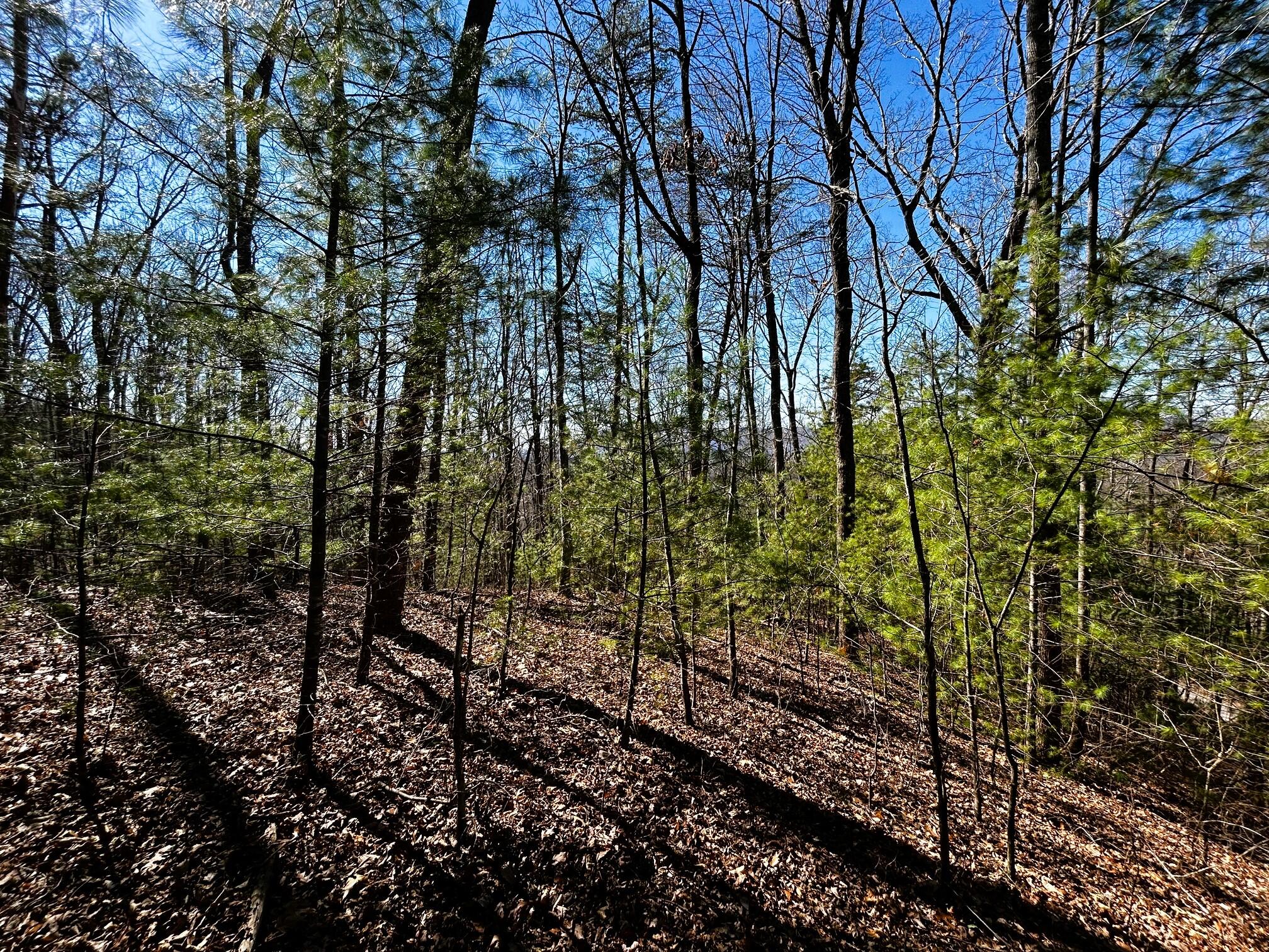 107-125 Chestnut Mountain Road Reliance, TN 37369 - Photo 22 of 31 chestnut mtn 5