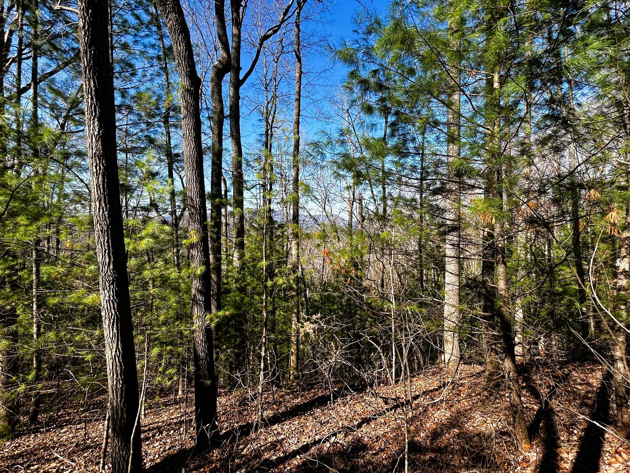 107-125 Chestnut Mountain Road Reliance, TN 37369 - Photo 23 of 31 chestnut mtn 4