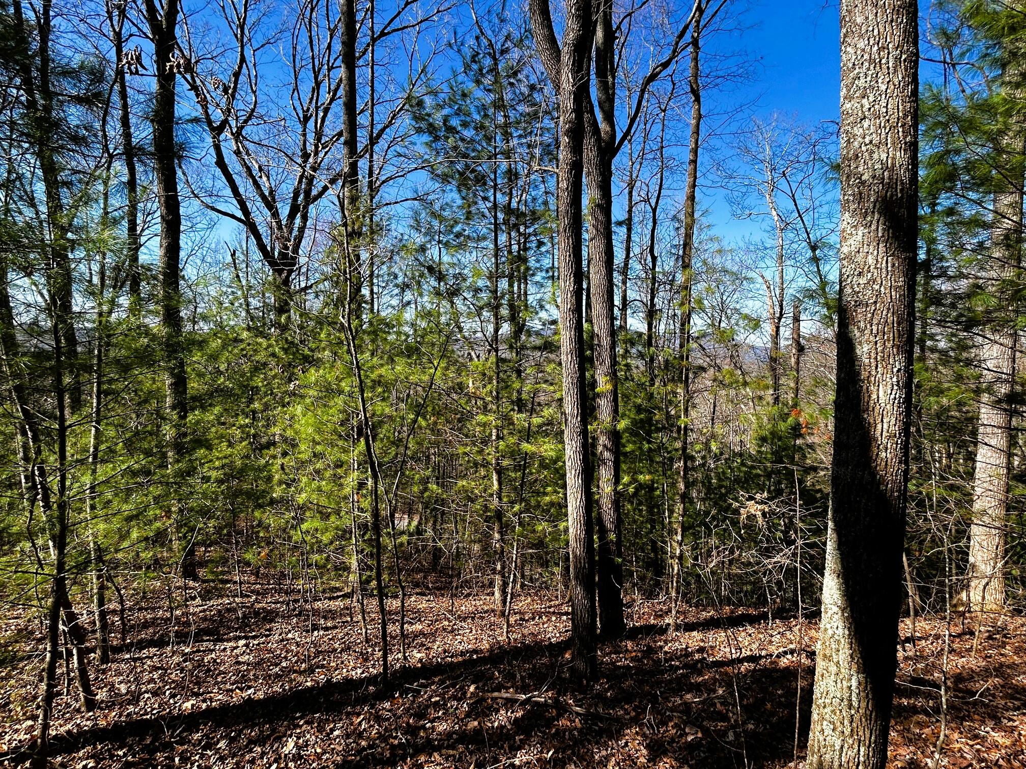 107-125 Chestnut Mountain Road Reliance, TN 37369 - Photo 24 of 31 chestnut mtn 3