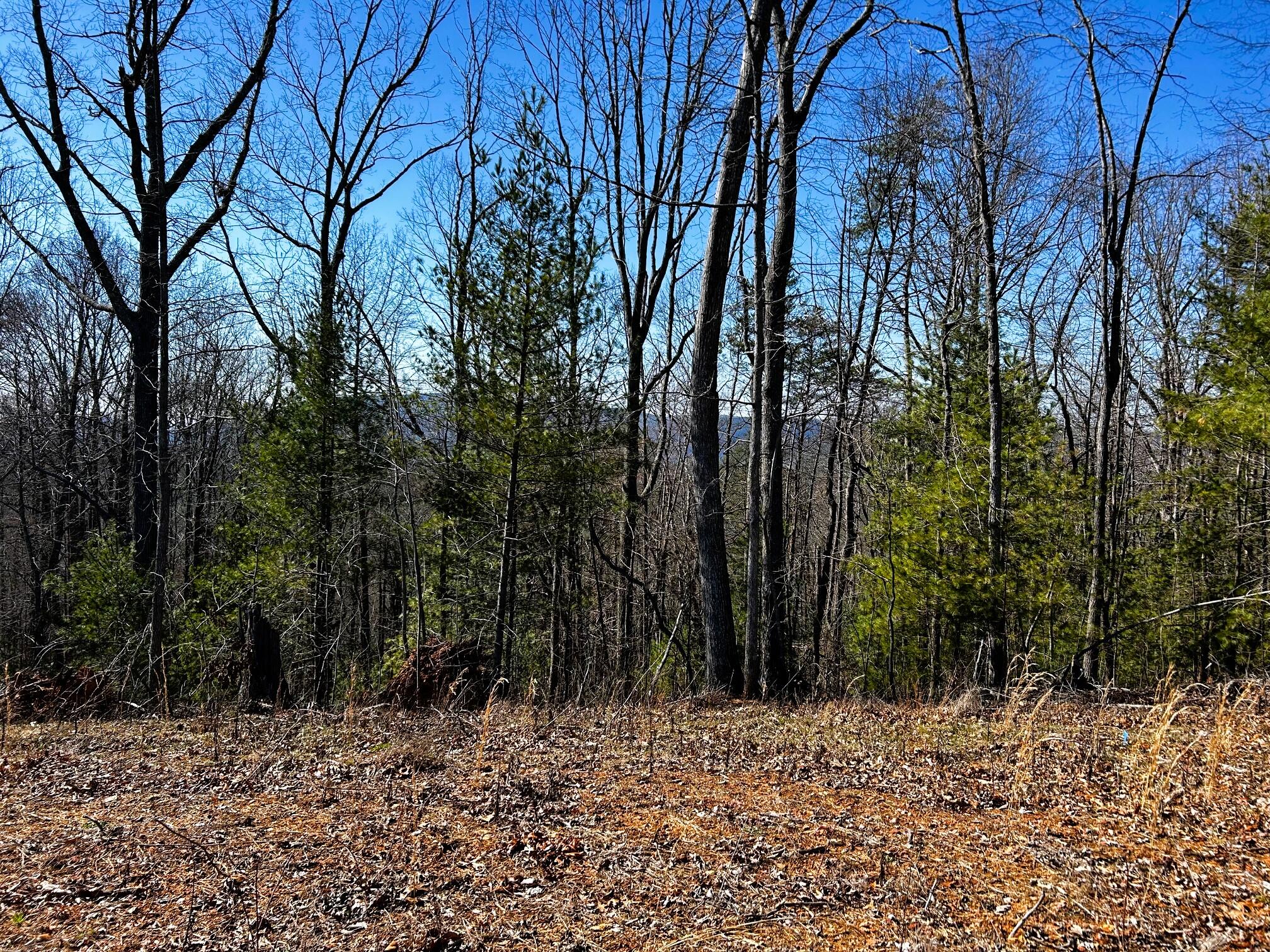 107-125 Chestnut Mountain Road Reliance, TN 37369 - Photo 4 of 31 chestnut mtn 12