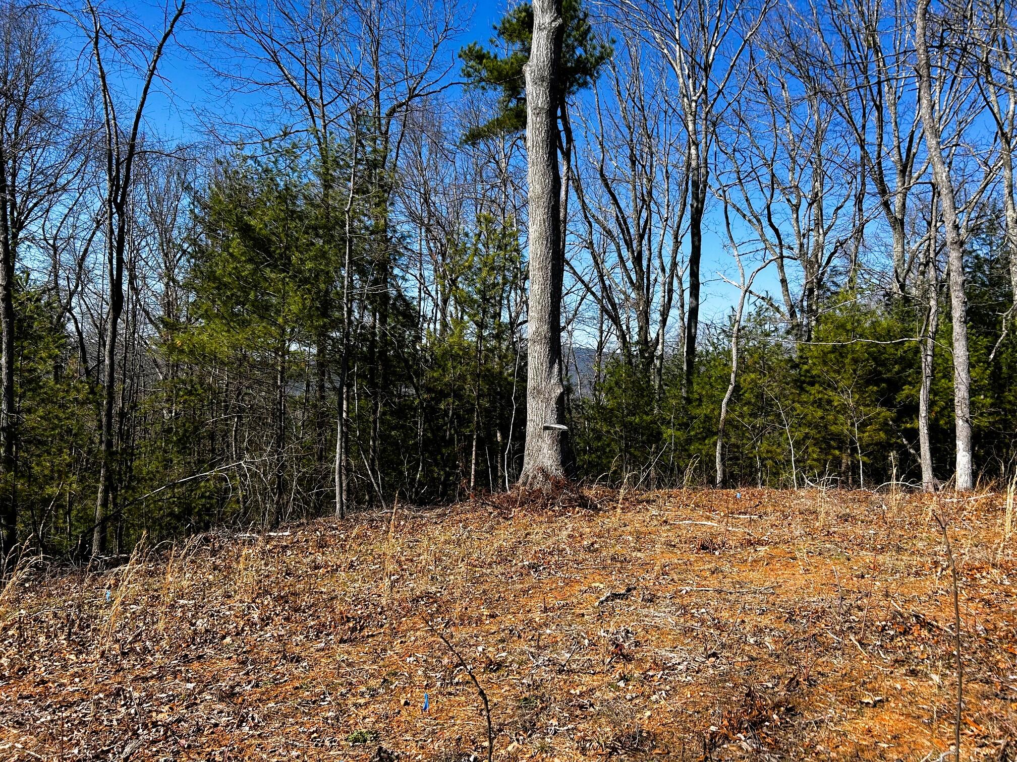 107-125 Chestnut Mountain Road Reliance, TN 37369 - Photo 5 of 31 chestnut mtn 13