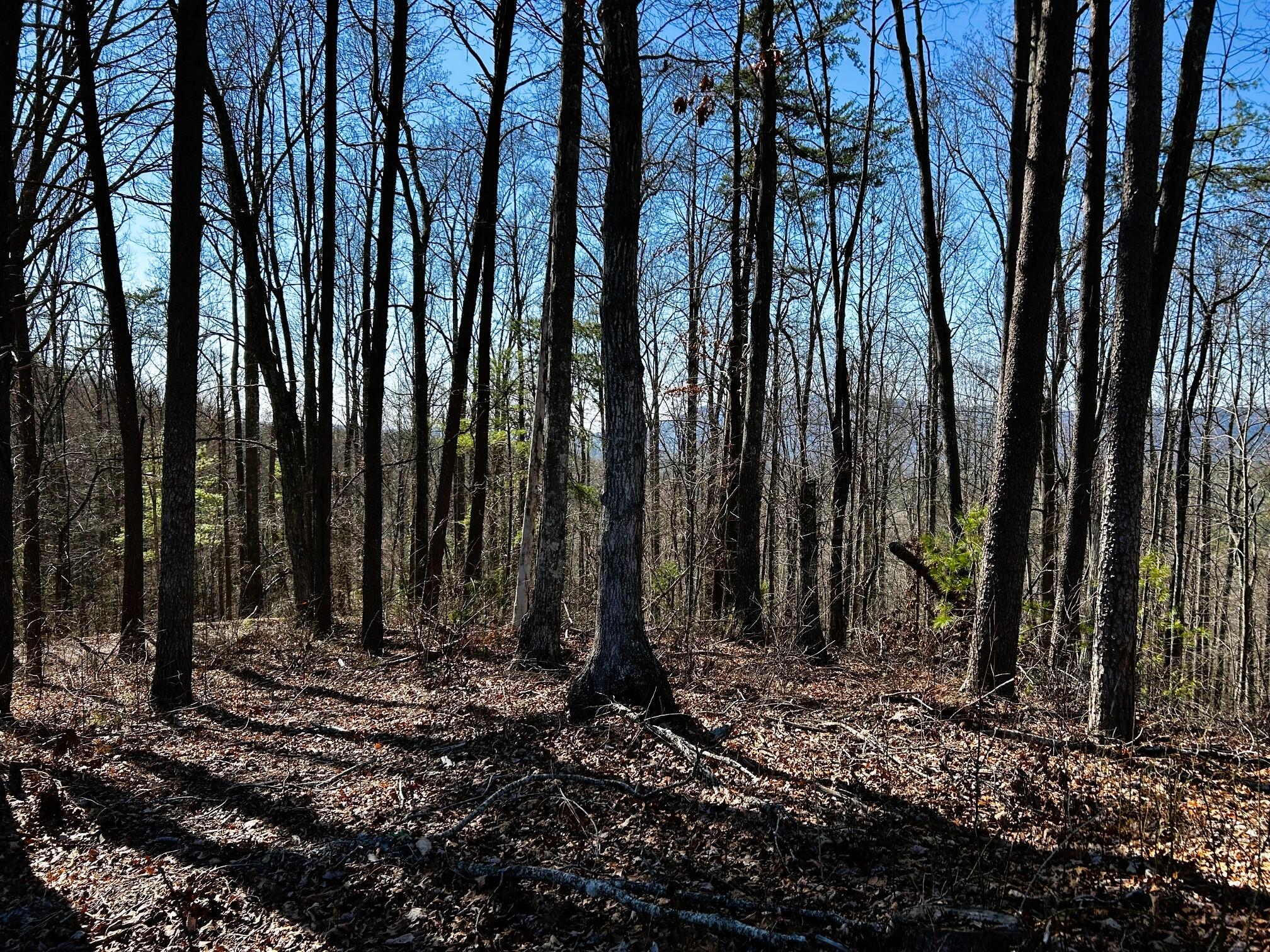 107-125 Chestnut Mountain Road Reliance, TN 37369 - Photo 10 of 31 Chestnut 2