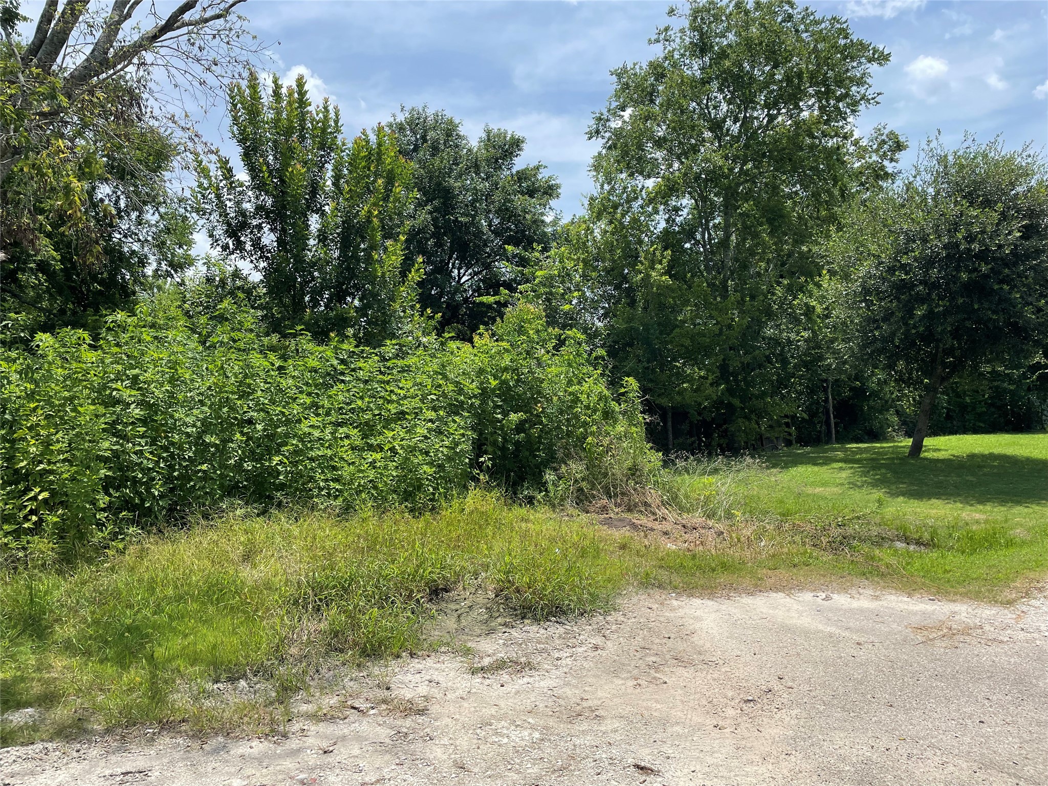 a view of a yard with plants and a trees
