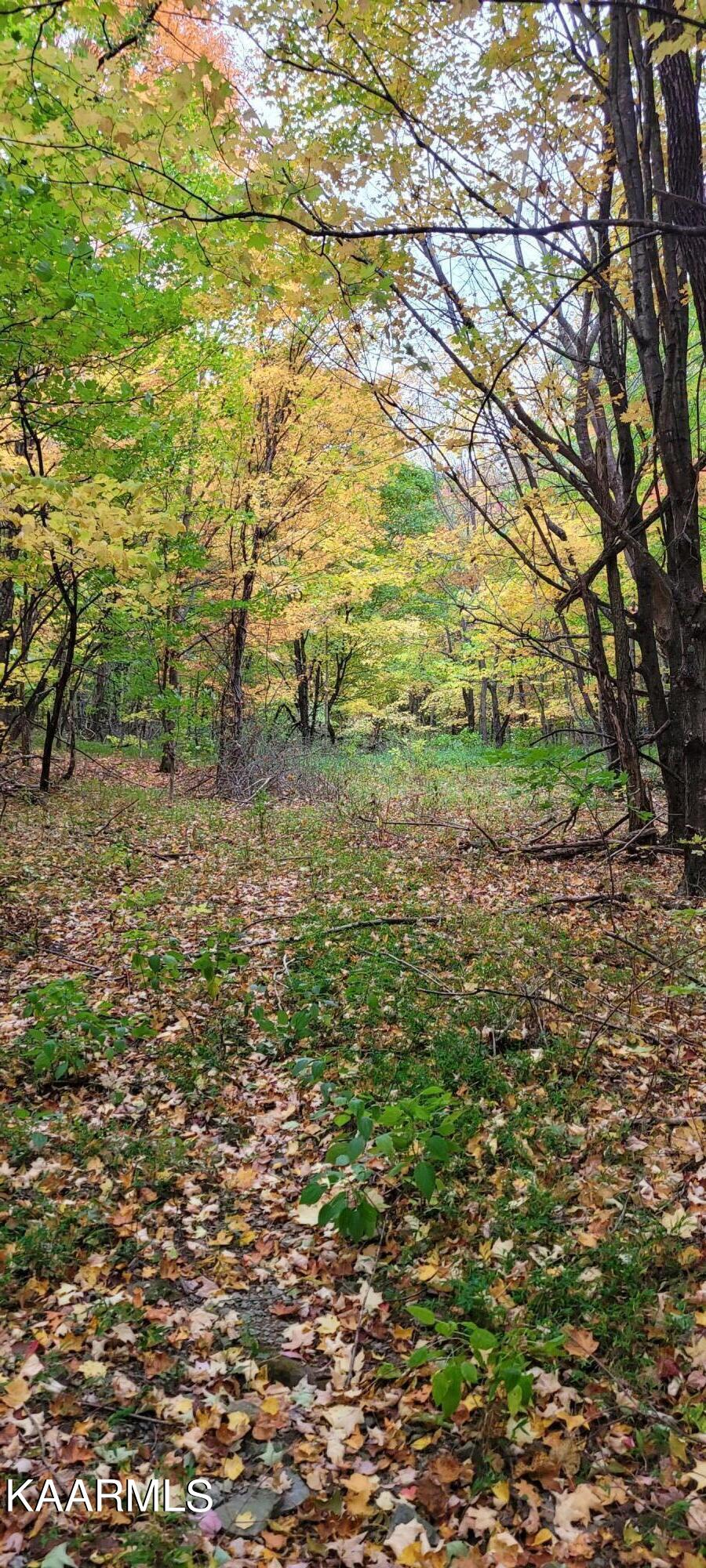 Thompson Trail Winfield, TN 37892 - Photo 22 of 40 Pic #24