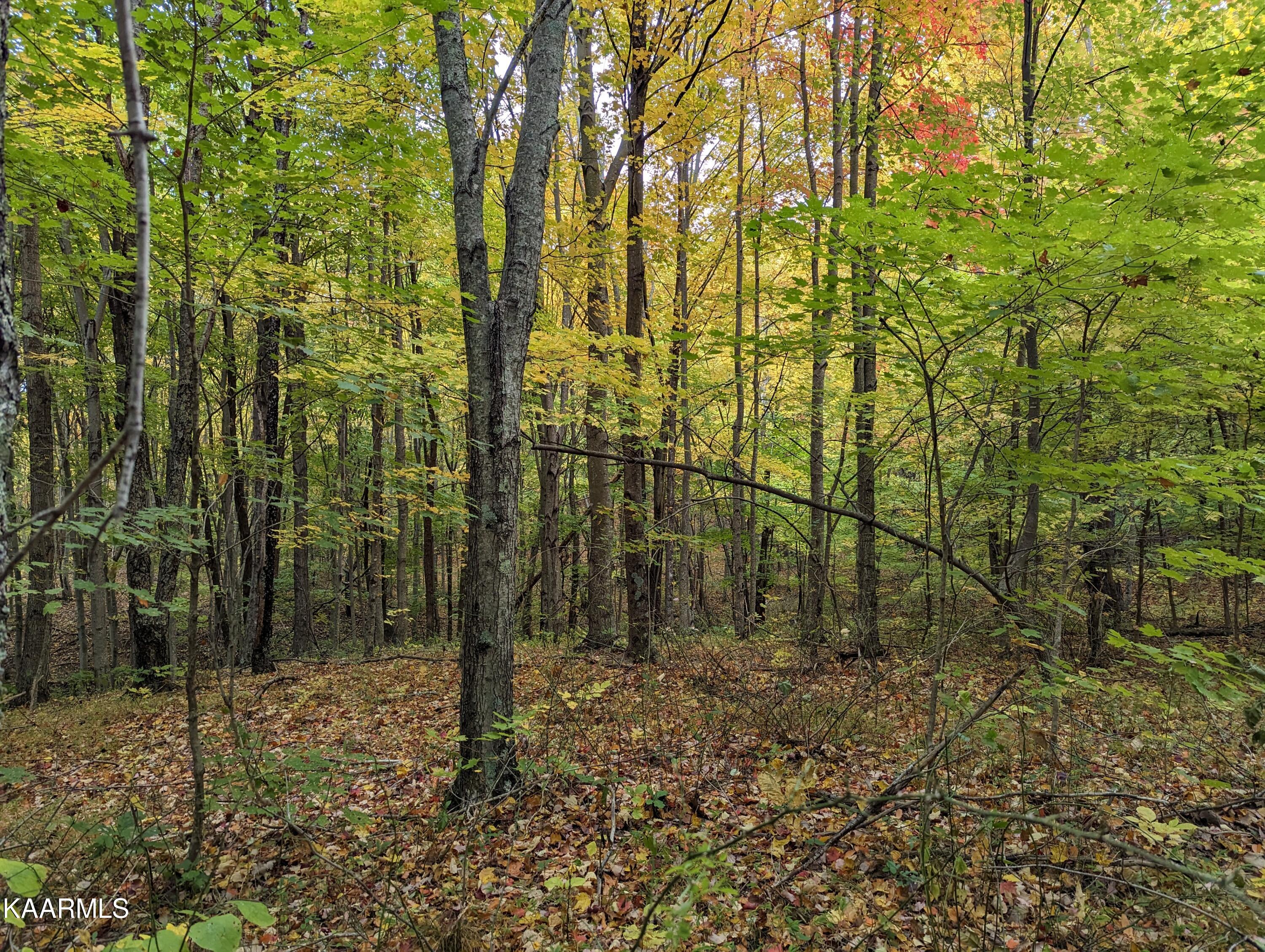 Thompson Trail Winfield, TN 37892 - Photo 24 of 40 Pic #26