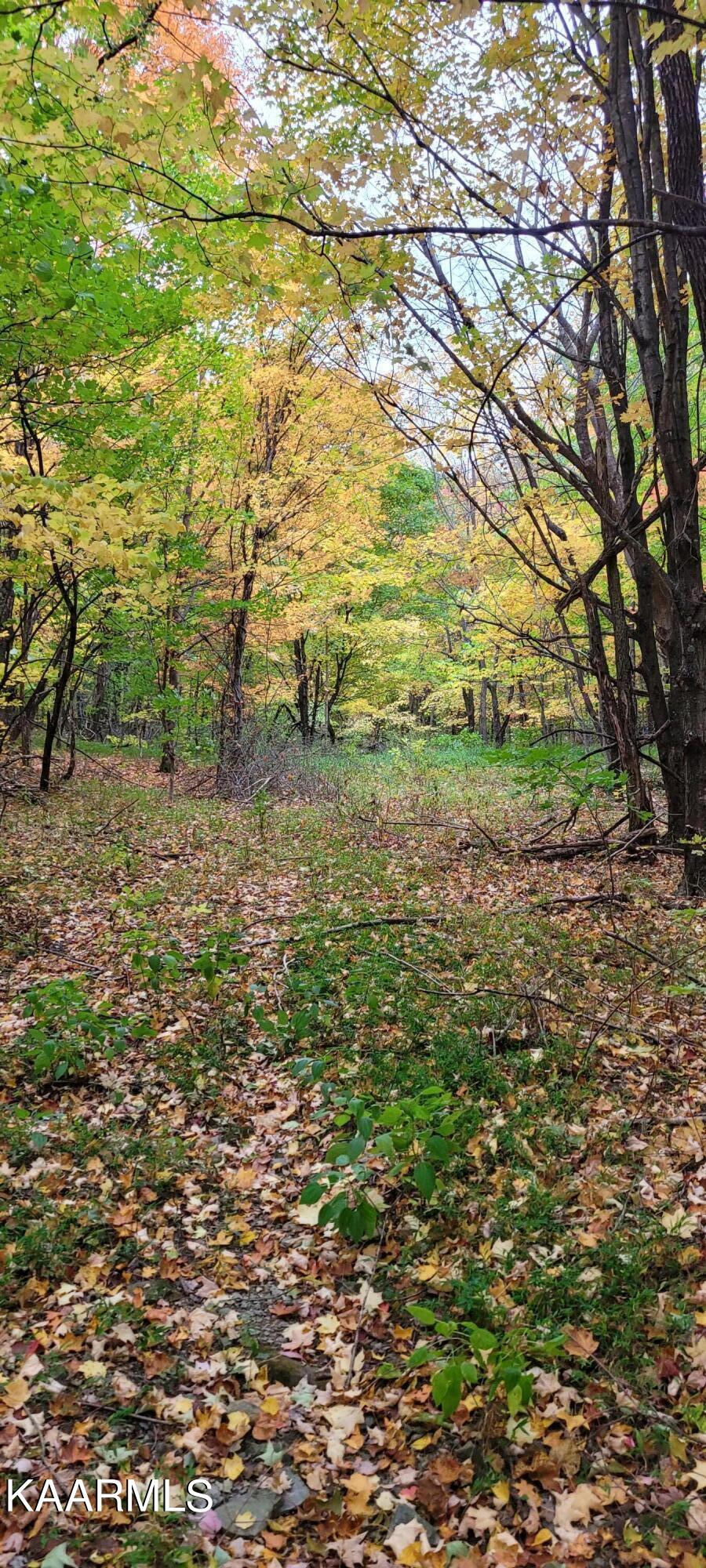 Thompson Trail Winfield, TN 37892 - Photo 6 of 40 Pic #6