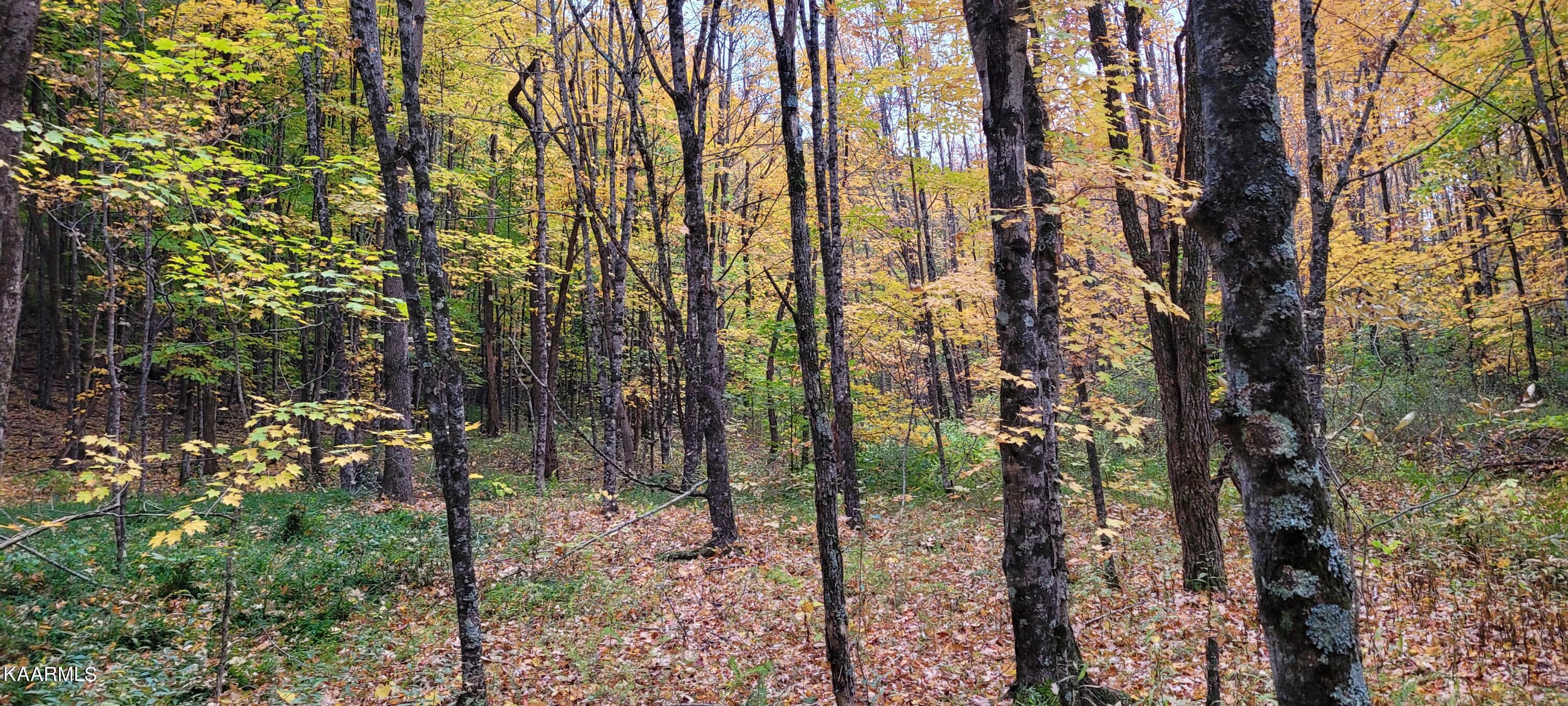 Thompson Trail Winfield, TN 37892 - Photo 7 of 40 Pic #7