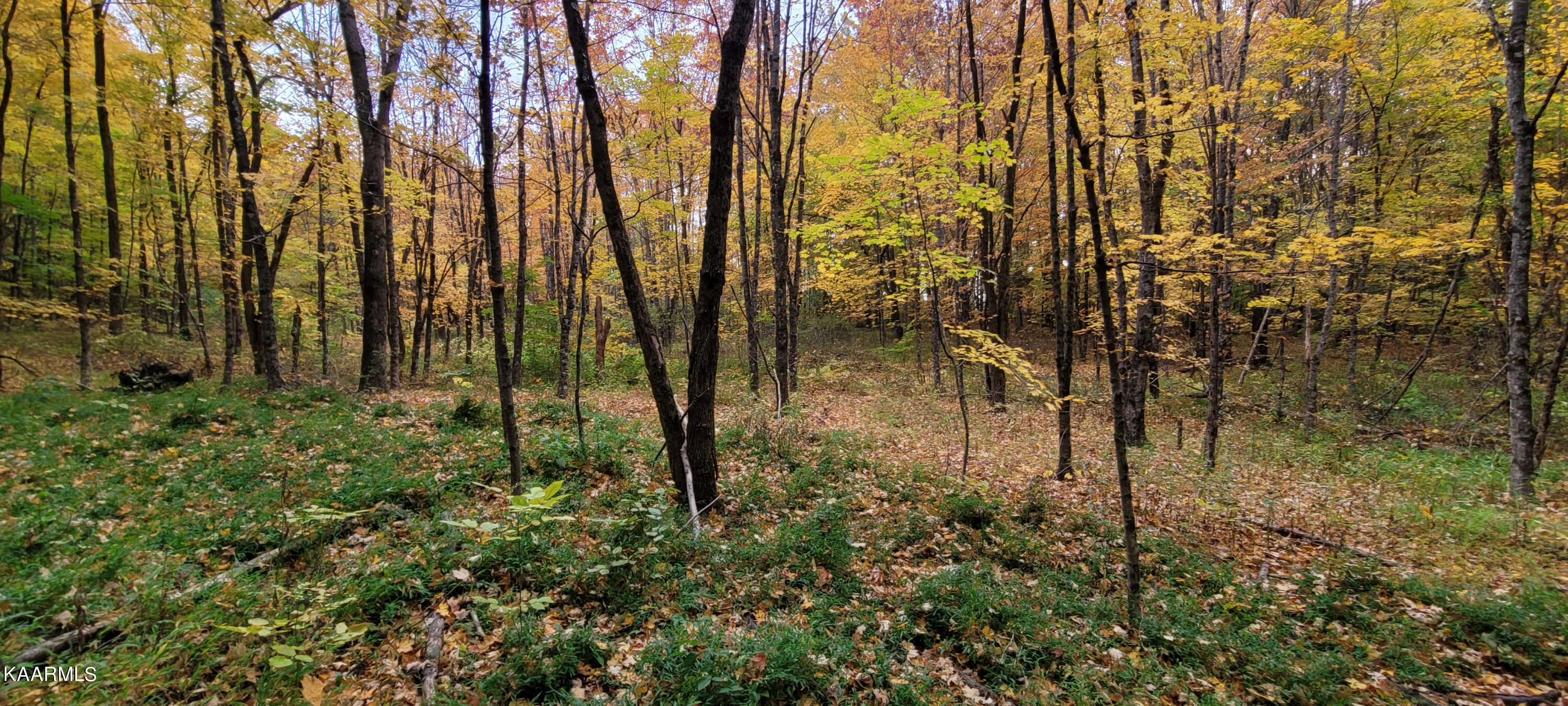 Thompson Trail Winfield, TN 37892 - Photo 8 of 40 Pic #8