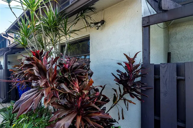 a view of a tree with a plant