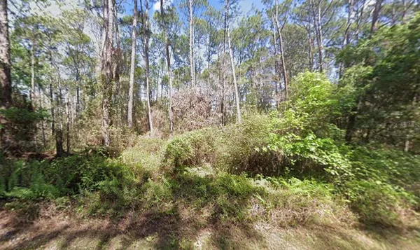 a view of lots of trees