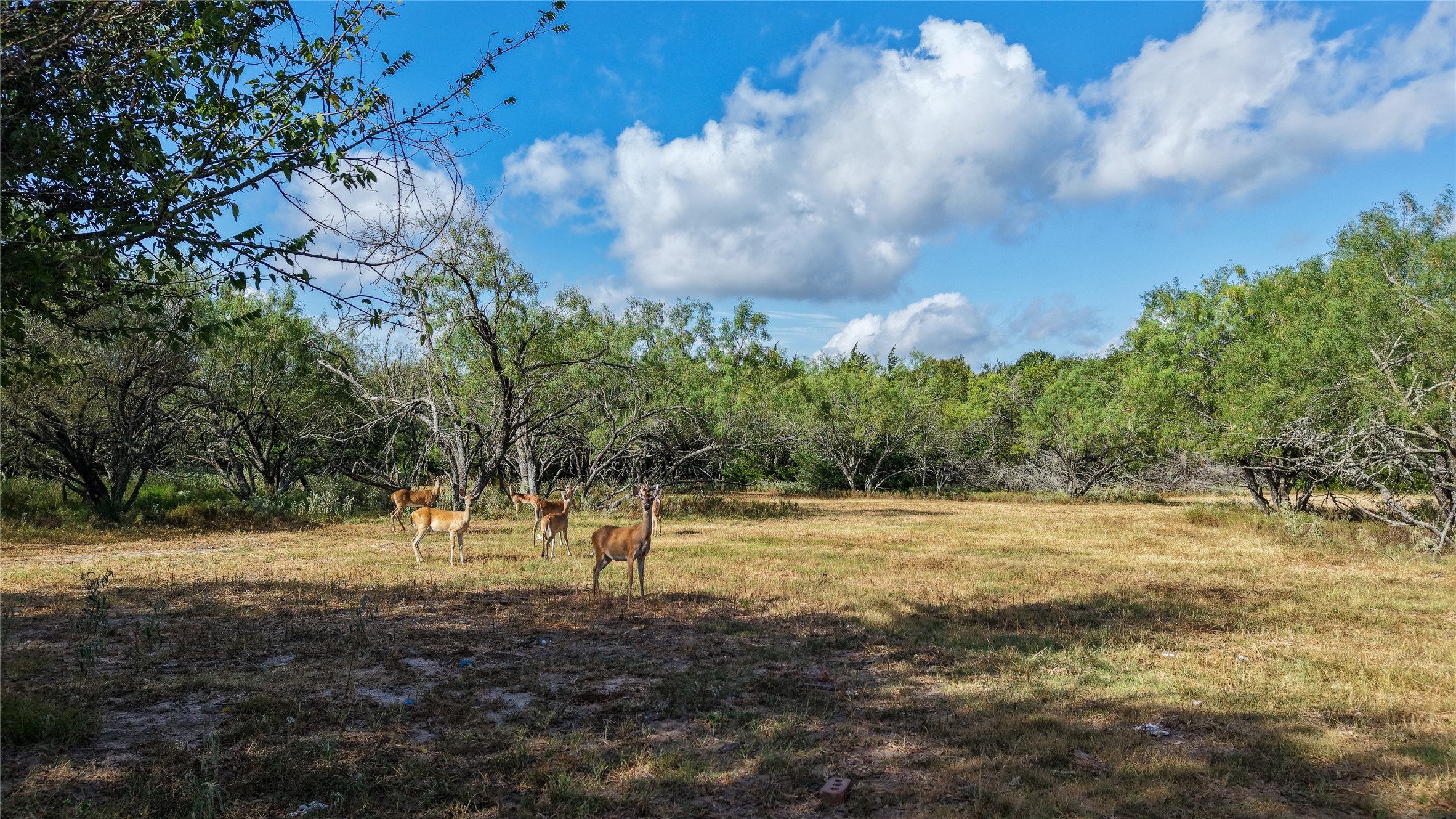 1 Tbd Mensik Road Bryan, TX 77808 - Photo 15 of 18 Gallery Image 15