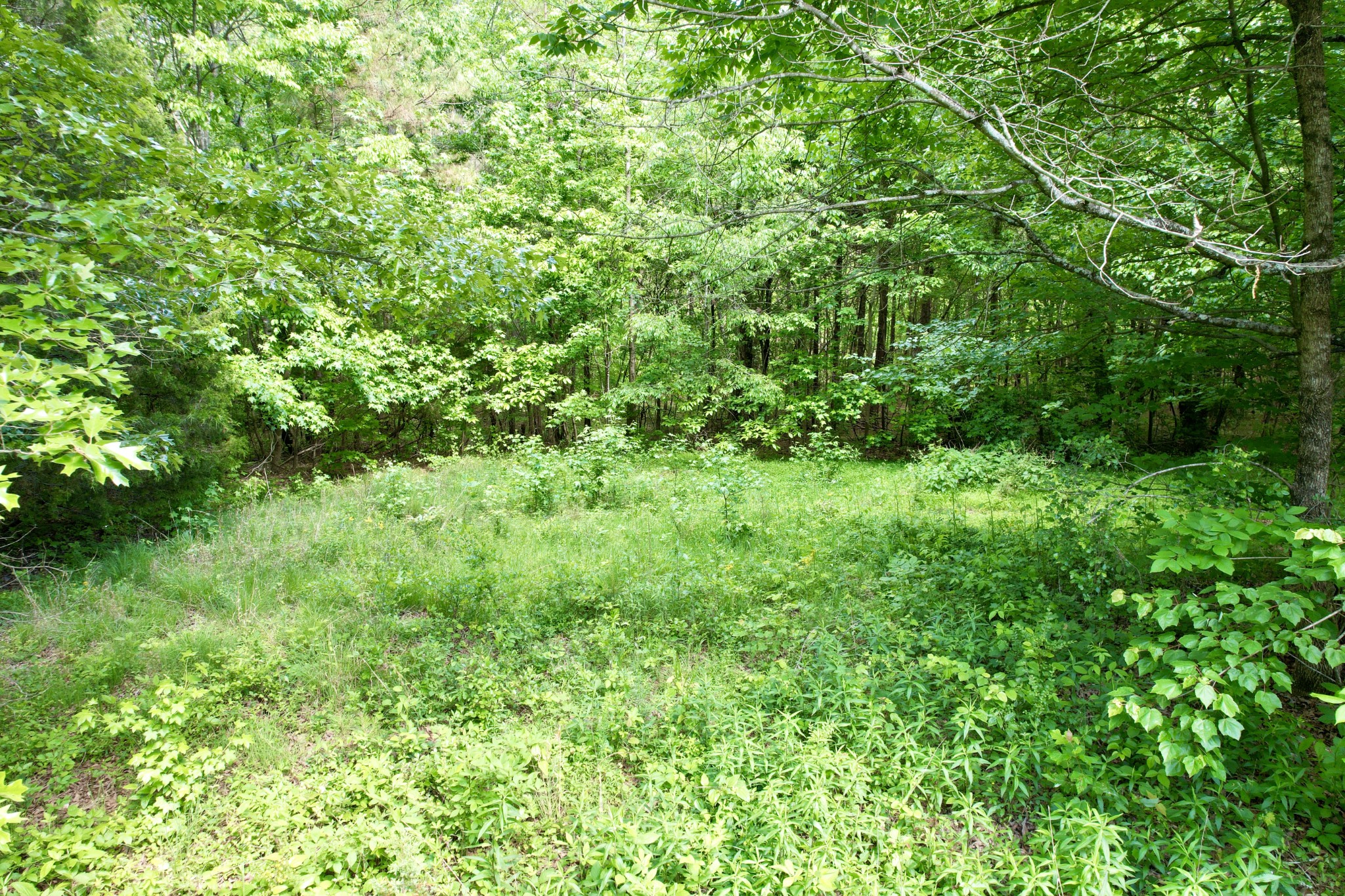 228 Henryville Road Ethridge, TN 38456 - Photo 7 of 55 a view of a lush green forest