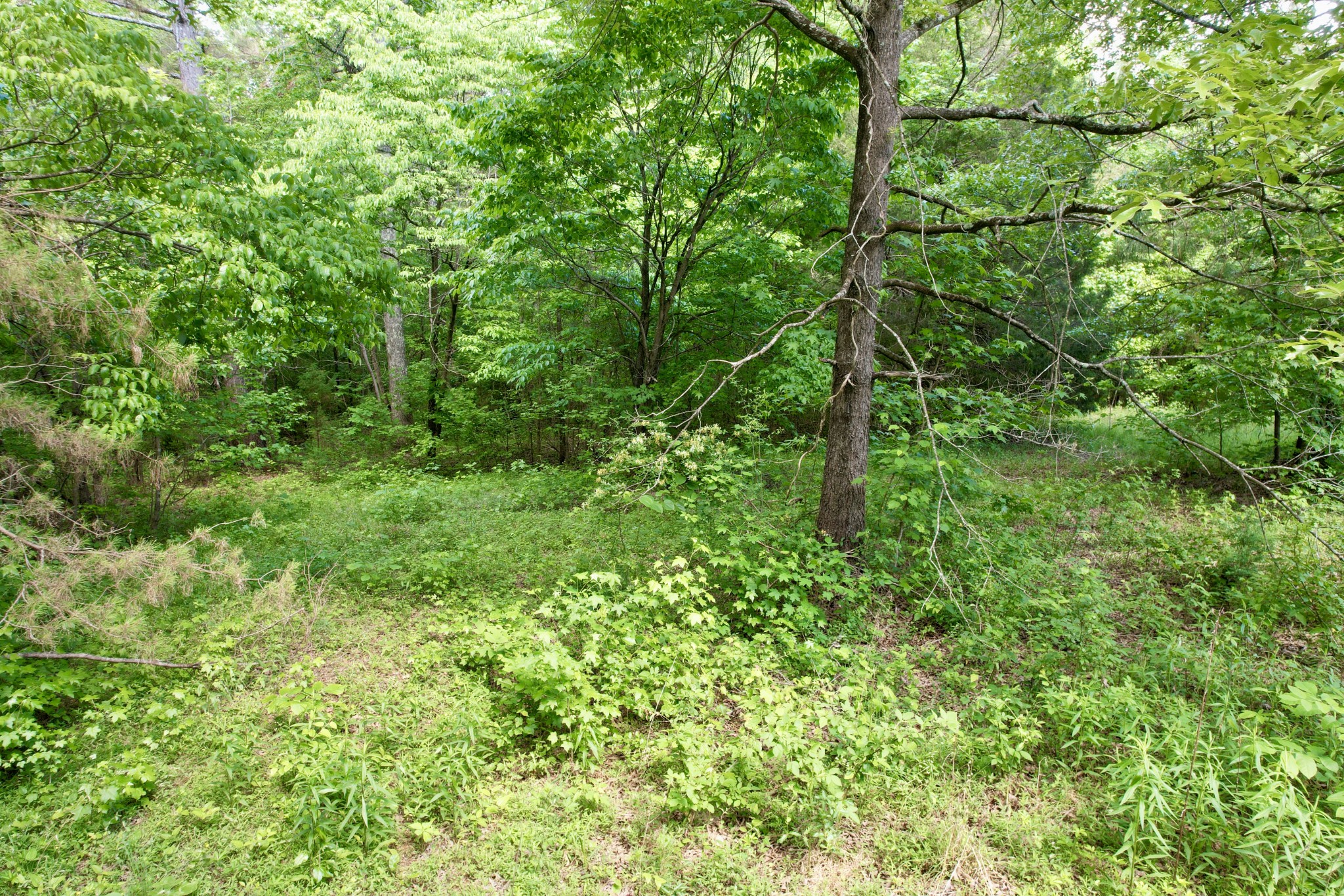 228 Henryville Road Ethridge, TN 38456 - Photo 10 of 55 a view of a lush green forest with lots of trees