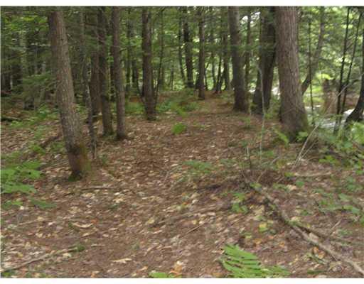 0 Rte 118 Norway Road Waterford, ME 04088 - Photo 12 of 12 Other. Pine needles,oak leafs, moss...