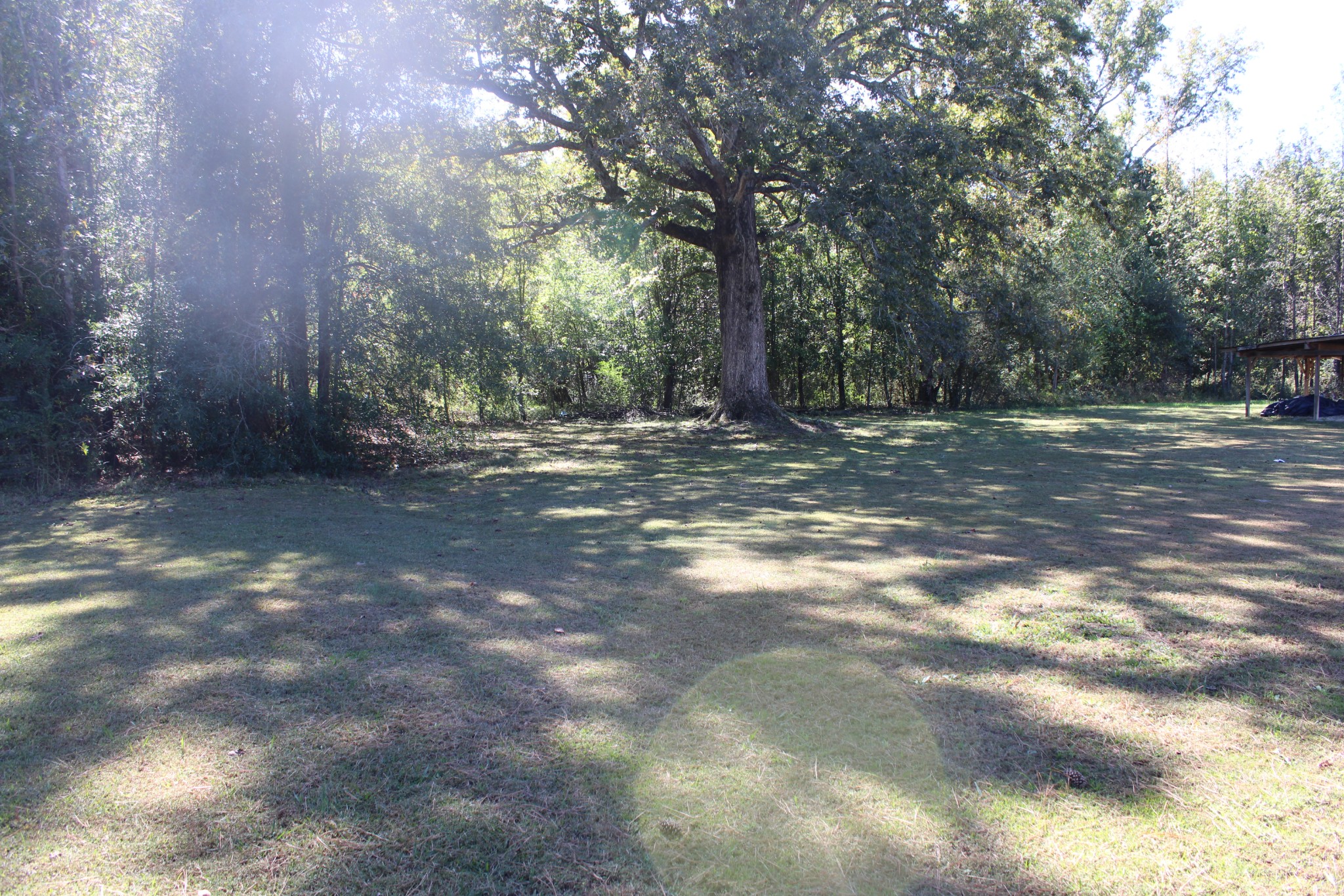 24994 7th Street Ardmore, AL 35739 - Photo 4 of 11 a view of a tree in the middle of a yard