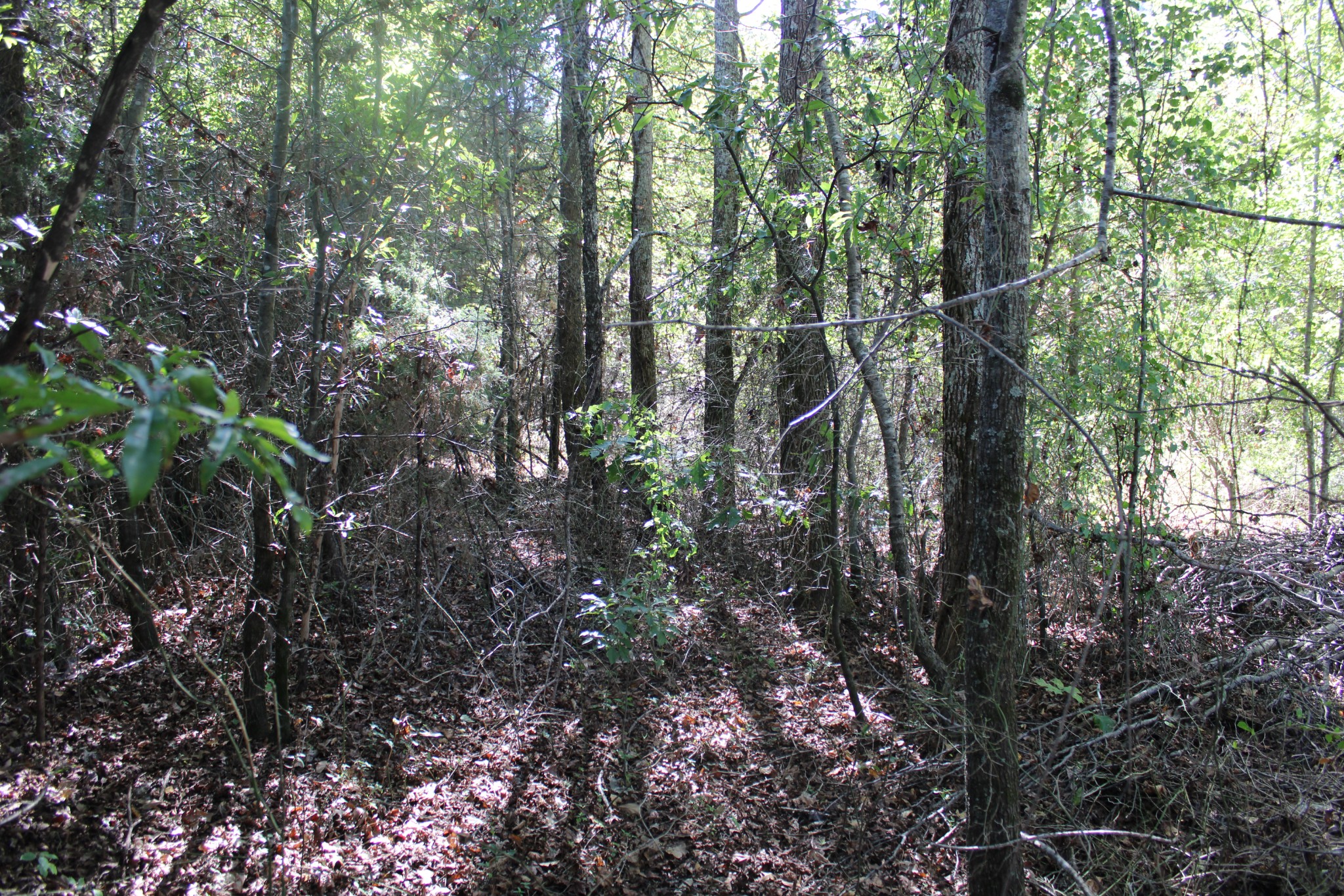 24994 7th Street Ardmore, AL 35739 - Photo 5 of 11 a view of forest